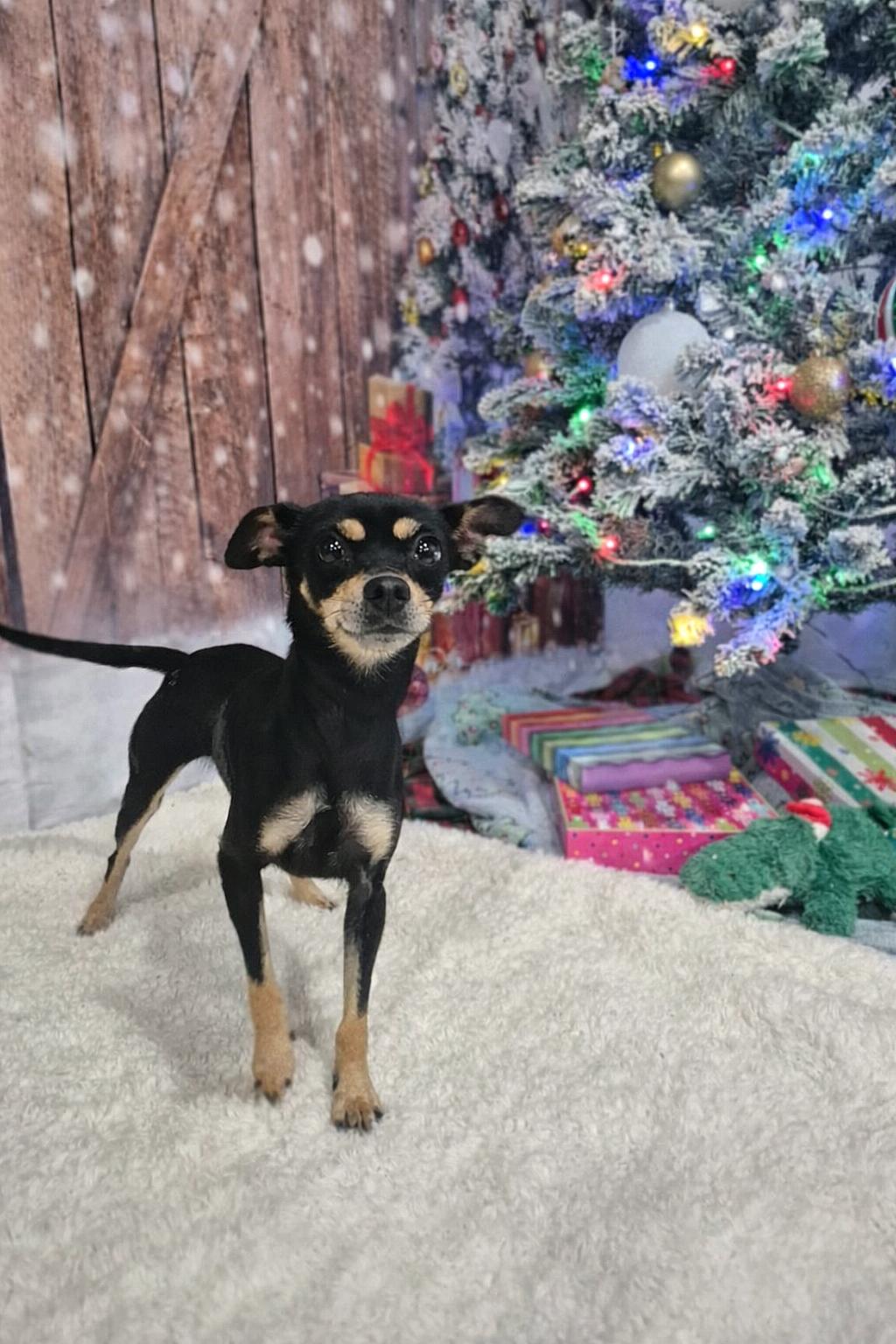 Enlarge Pixel, a ADOPTABLE mixed breed in metairie, LA image 4/5