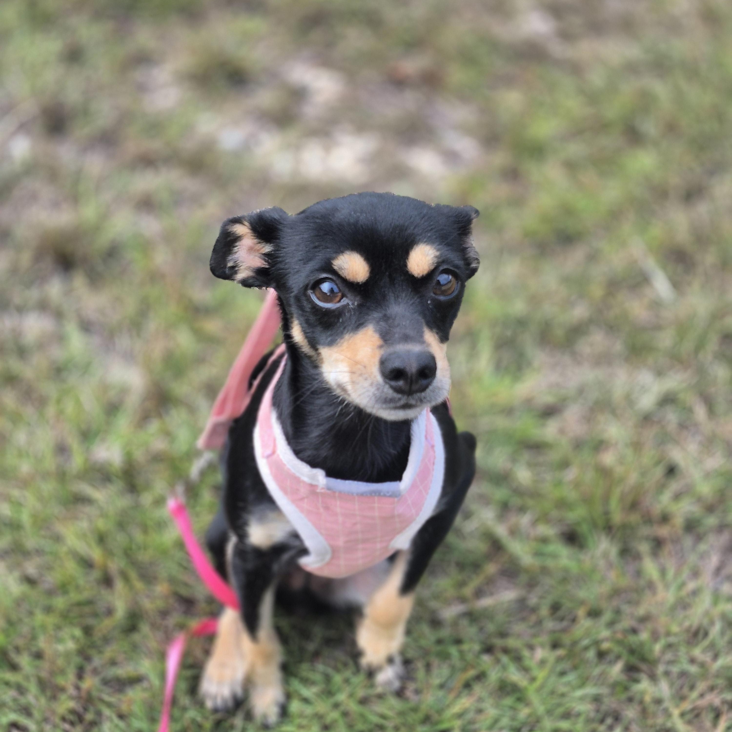 Enlarge Pixel, a ADOPTABLE mixed breed in metairie, LA image 5/5
