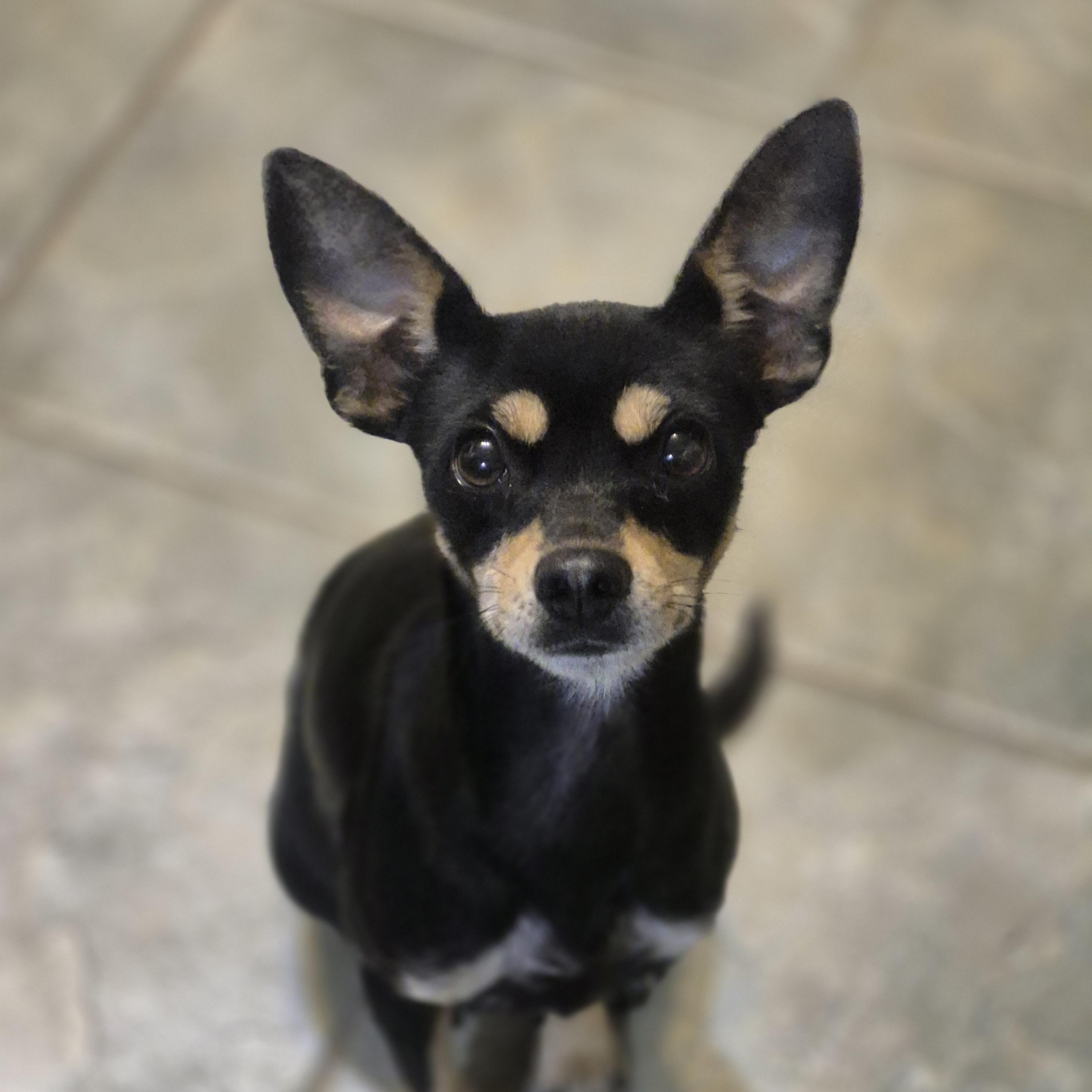 Pixel, ADOPTABLE, Young Female Miniature Pinscher & Chihuahua.