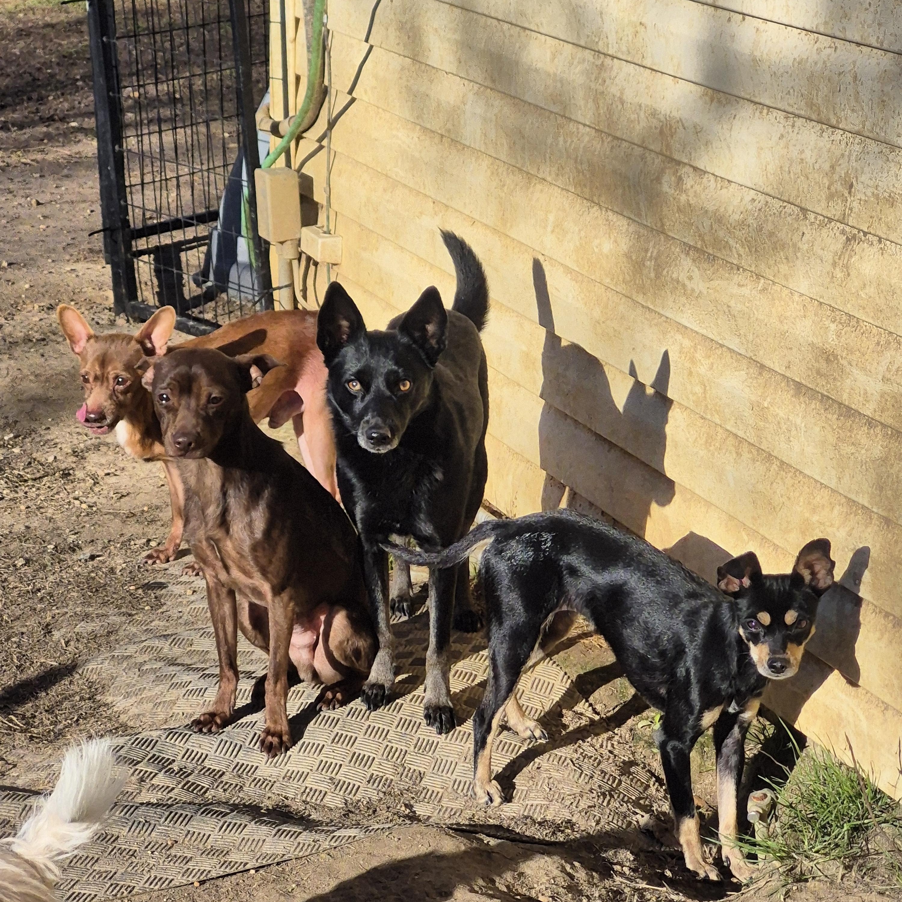 Enlarge Pixel, a ADOPTABLE mixed breed in metairie, LA image 3/5