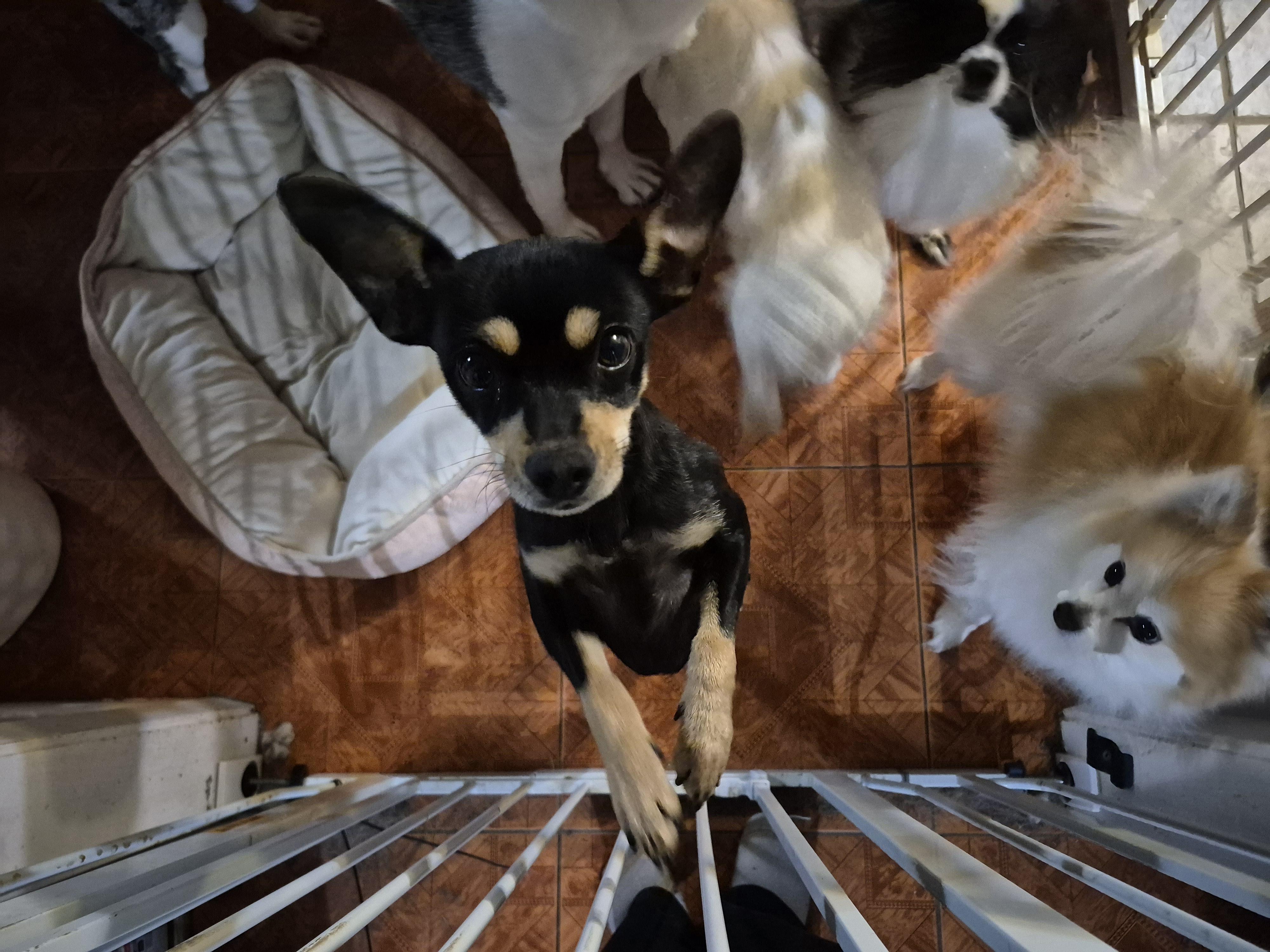 Enlarge Pixel, a ADOPTABLE mixed breed in metairie, LA image 2/5