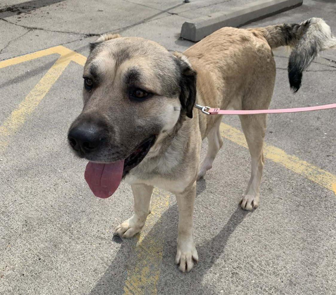 Enlarge Maui, a ADOPTABLE mixed breed in St. Clairsville, OH image 2/2