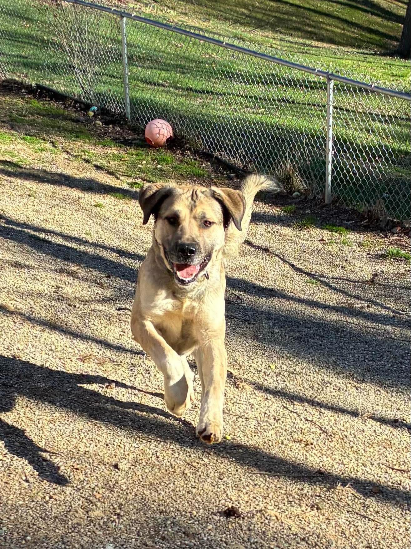 Maui, ADOPTABLE, Young Male Anatolian Shepherd.