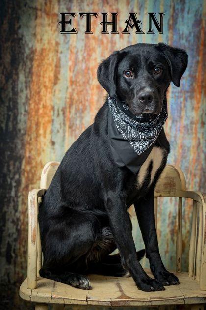 Ethan, ADOPTABLE, Adult Male Labrador Retriever.