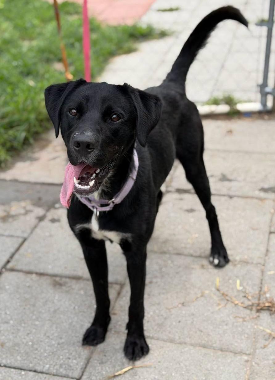 Enlarge Ethan, an adoptable Labrador Retriever in North Myrtle Beach, SC image 4/5