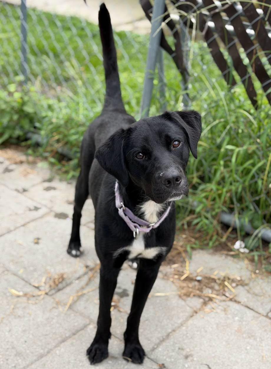 Enlarge Ethan, an adoptable Labrador Retriever in North Myrtle Beach, SC image 3/5