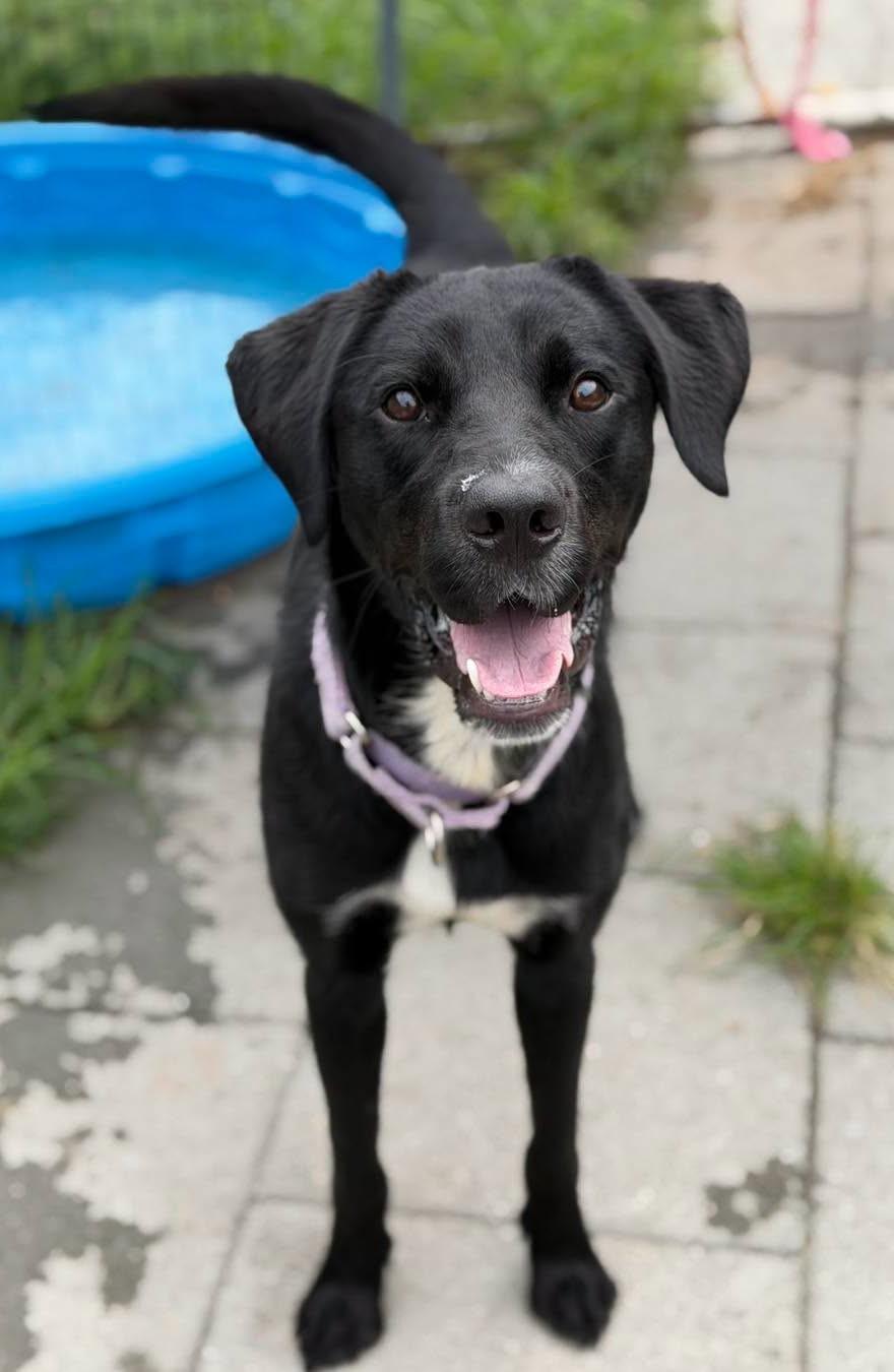 Enlarge Ethan, an adoptable Labrador Retriever in North Myrtle Beach, SC image 2/5