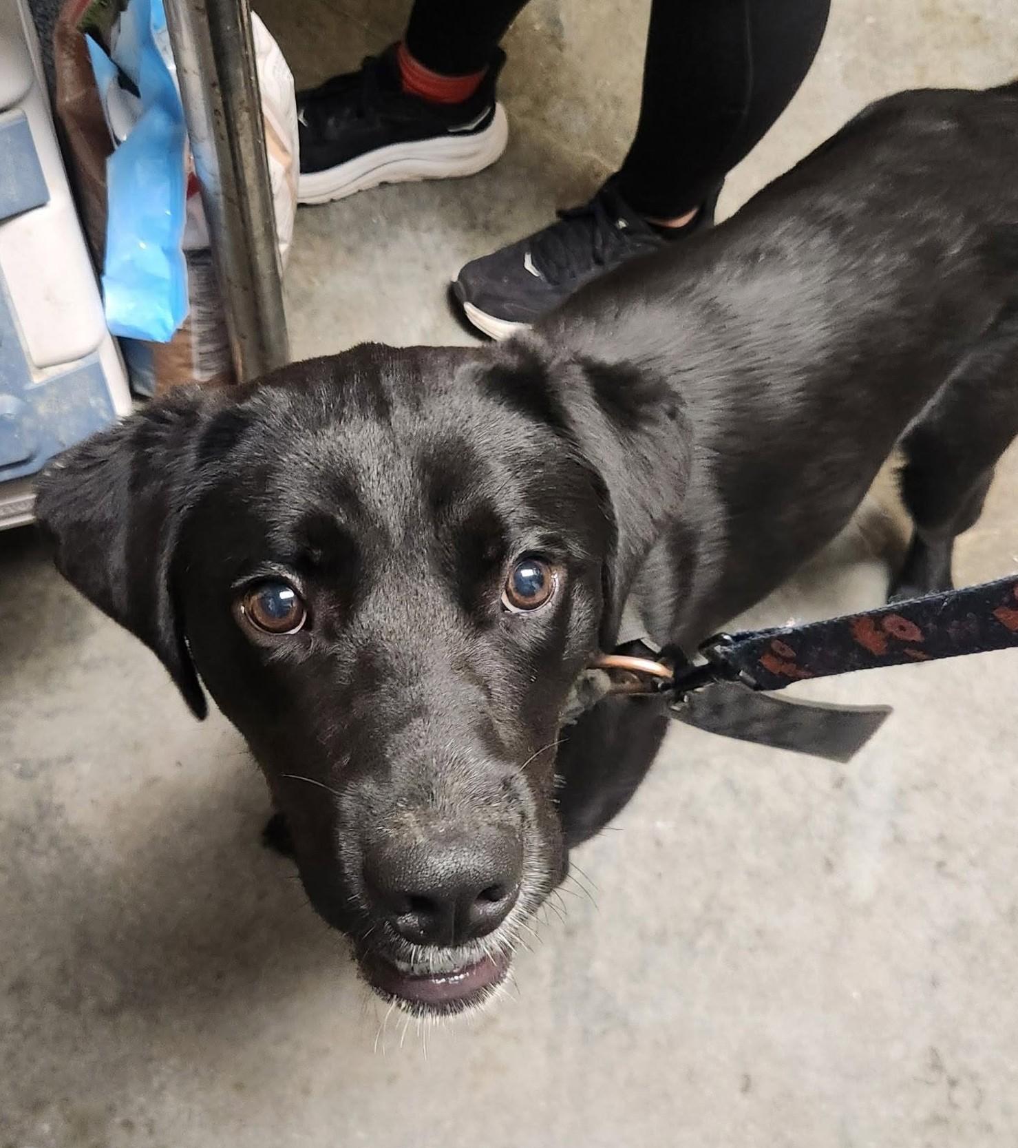Ethan, a ADOPTABLE Labrador Retriever in North Myrtle Beach, SC image 2/2