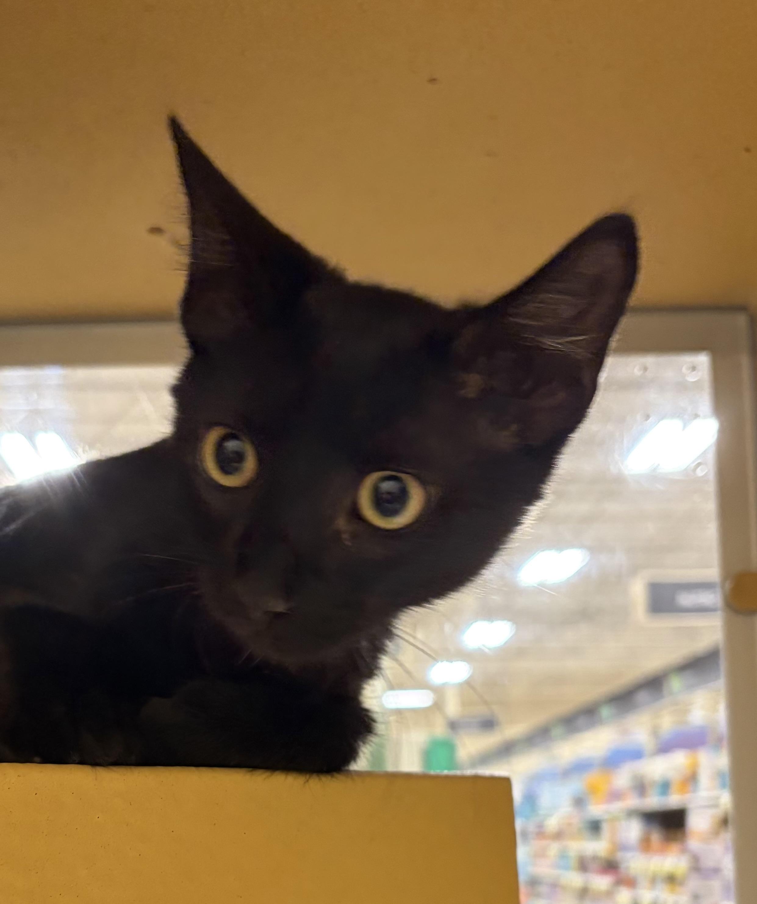Pancake R (sweet and friendly brother to Muffin, adopted, Kitten Male Domestic Short Hair.