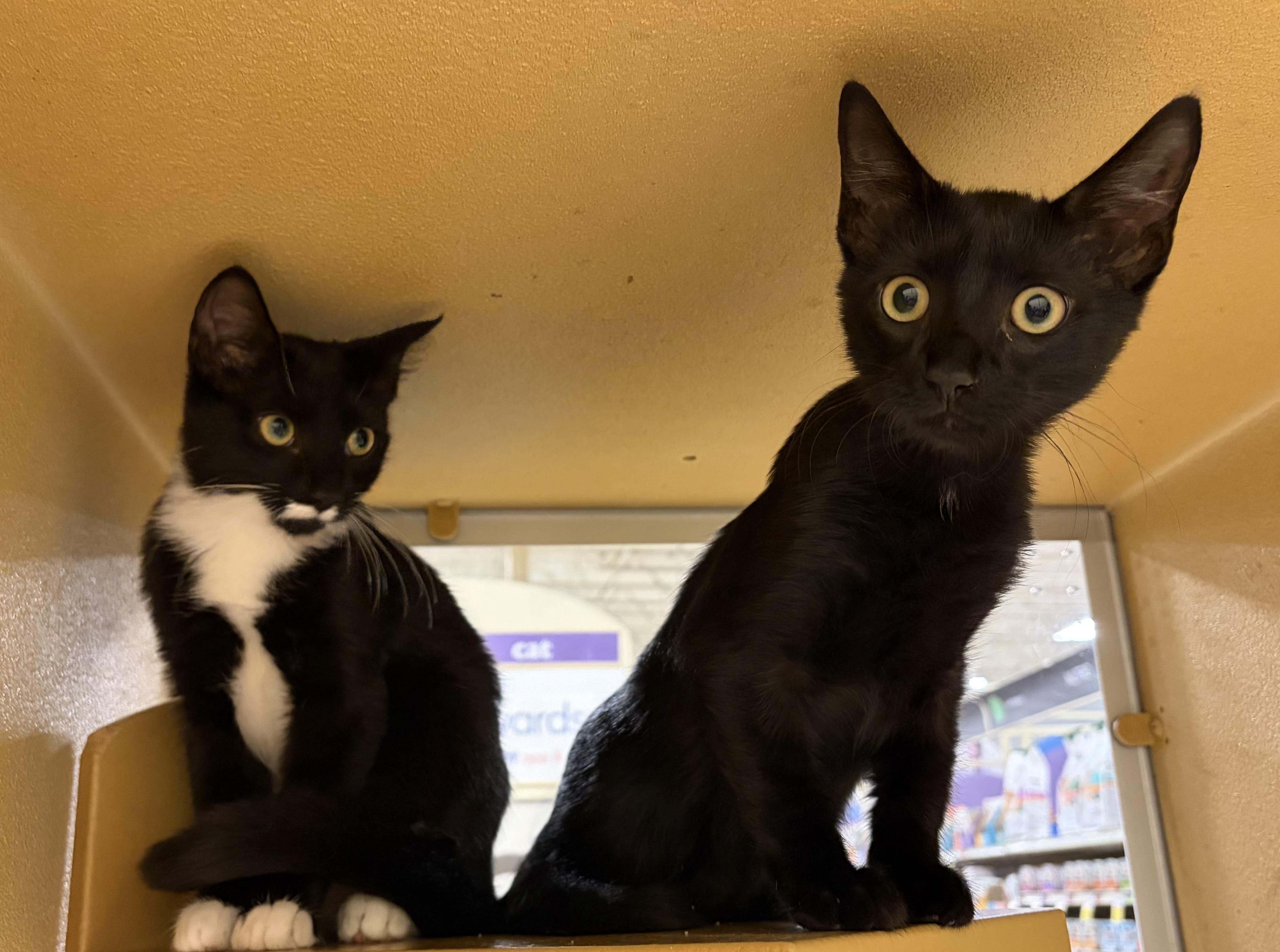 Pancake R (sweet and friendly brother to Muffin, an adopted Domestic Short Hair in Stowe, PA image 2/2