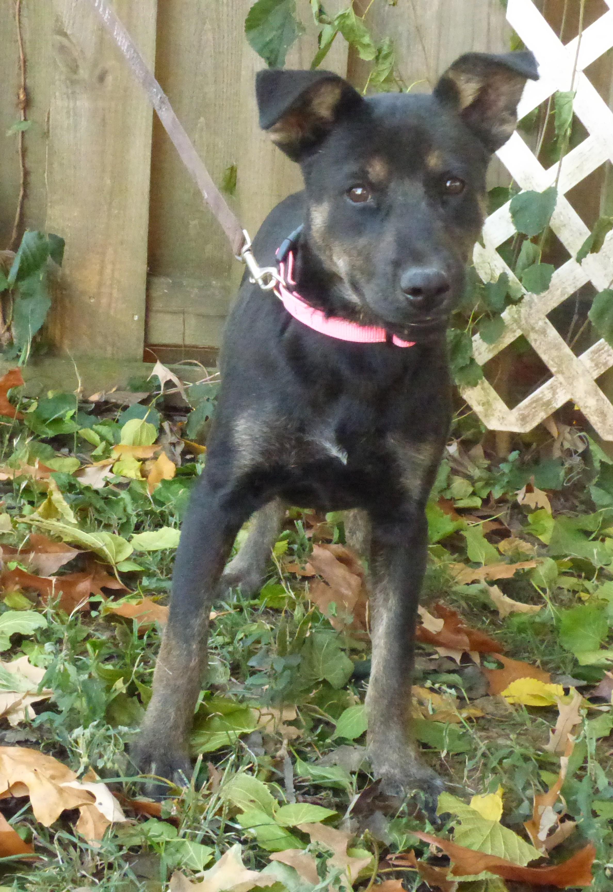 Ingrid, Adoptable, Puppy Female German Shepherd Dog.