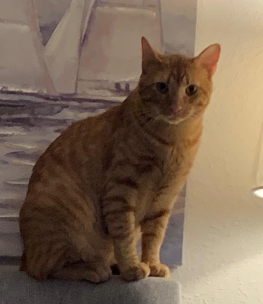 Monarch, Adopted, Adult Male Domestic Short Hair.