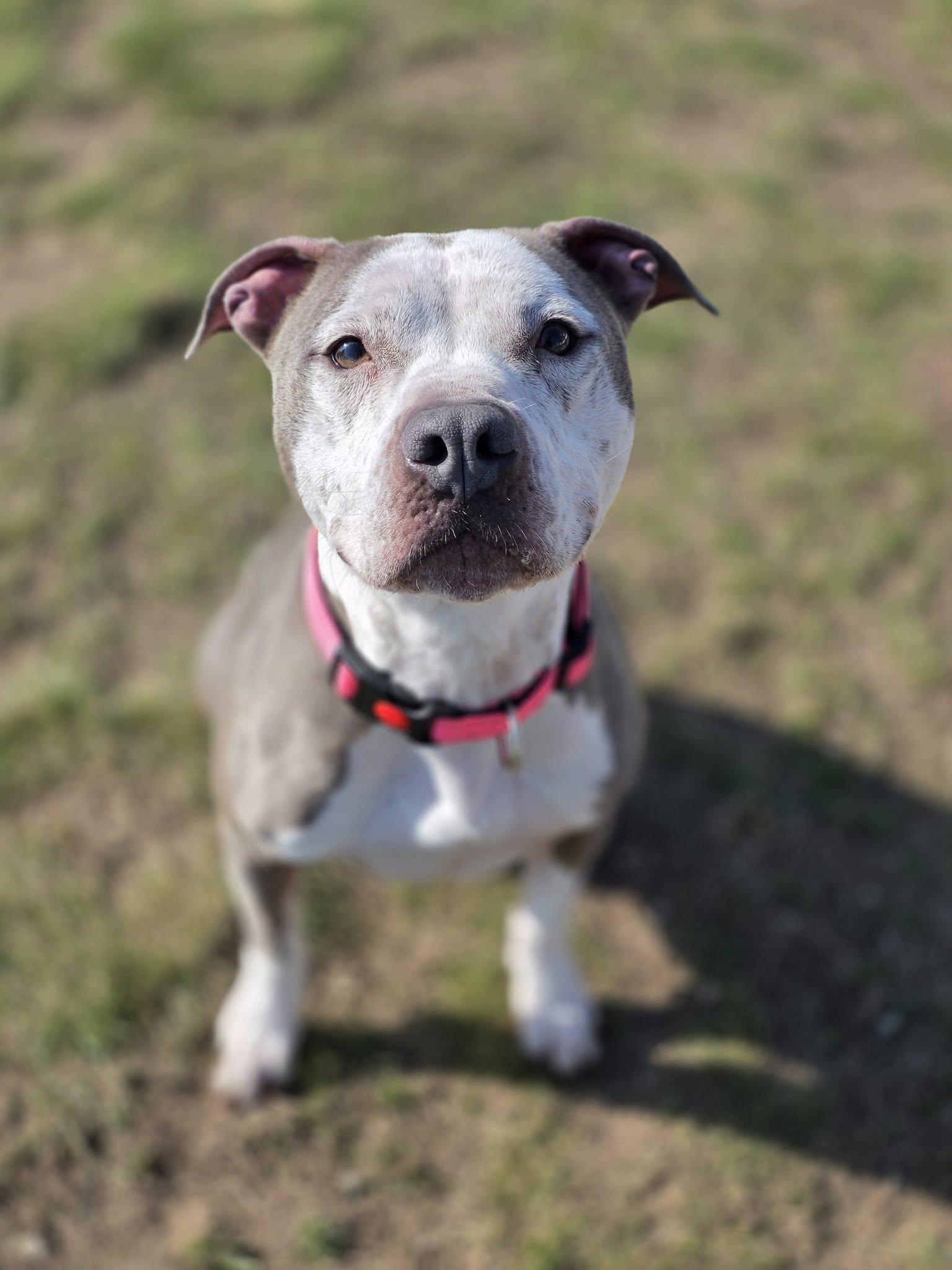 Rosie, ADOPTABLE, Adult Female Pit Bull Terrier.