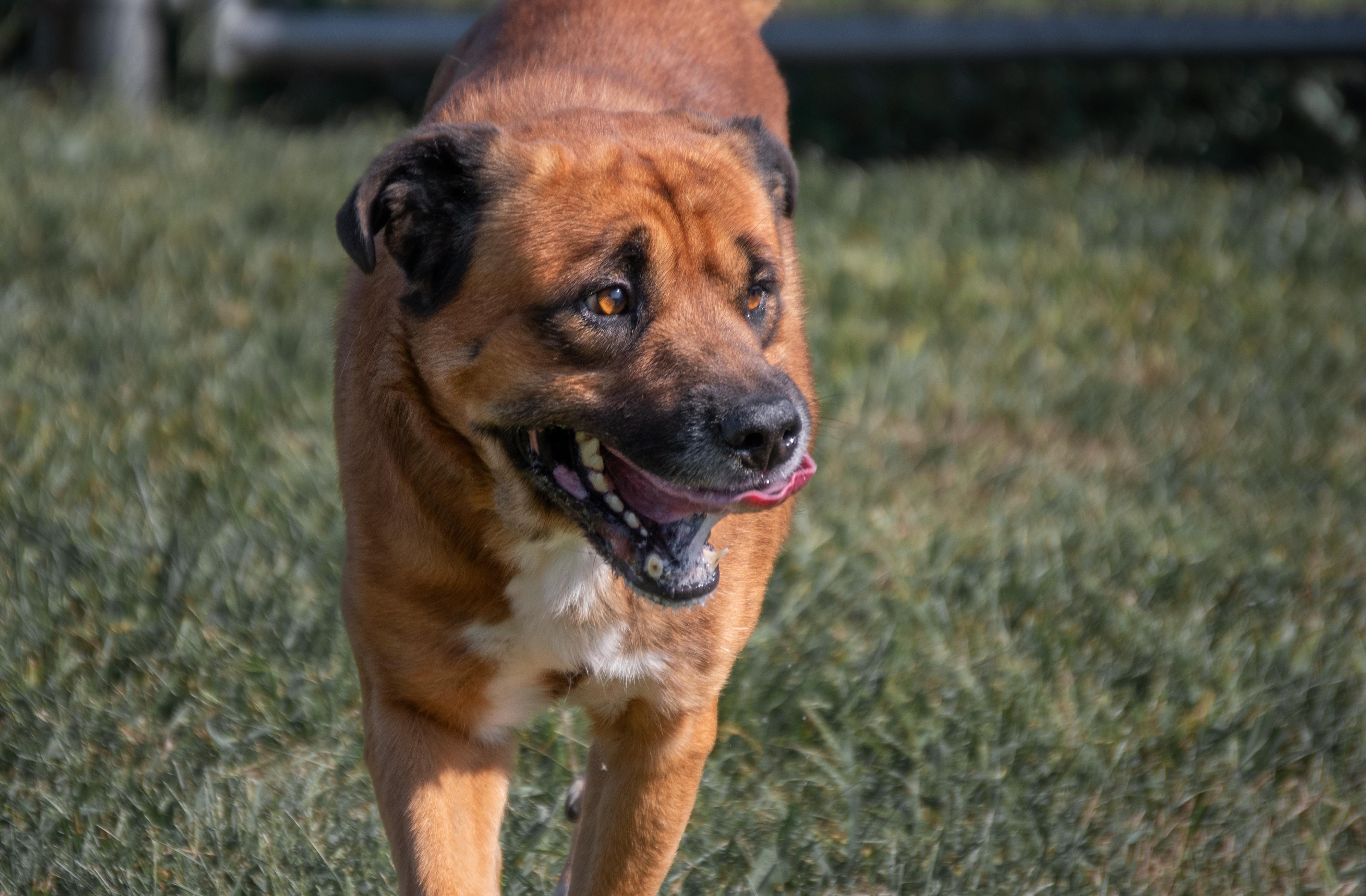 Enlarge Hank, a ADOPTABLE mixed breed in Winchester, KY image 1/6