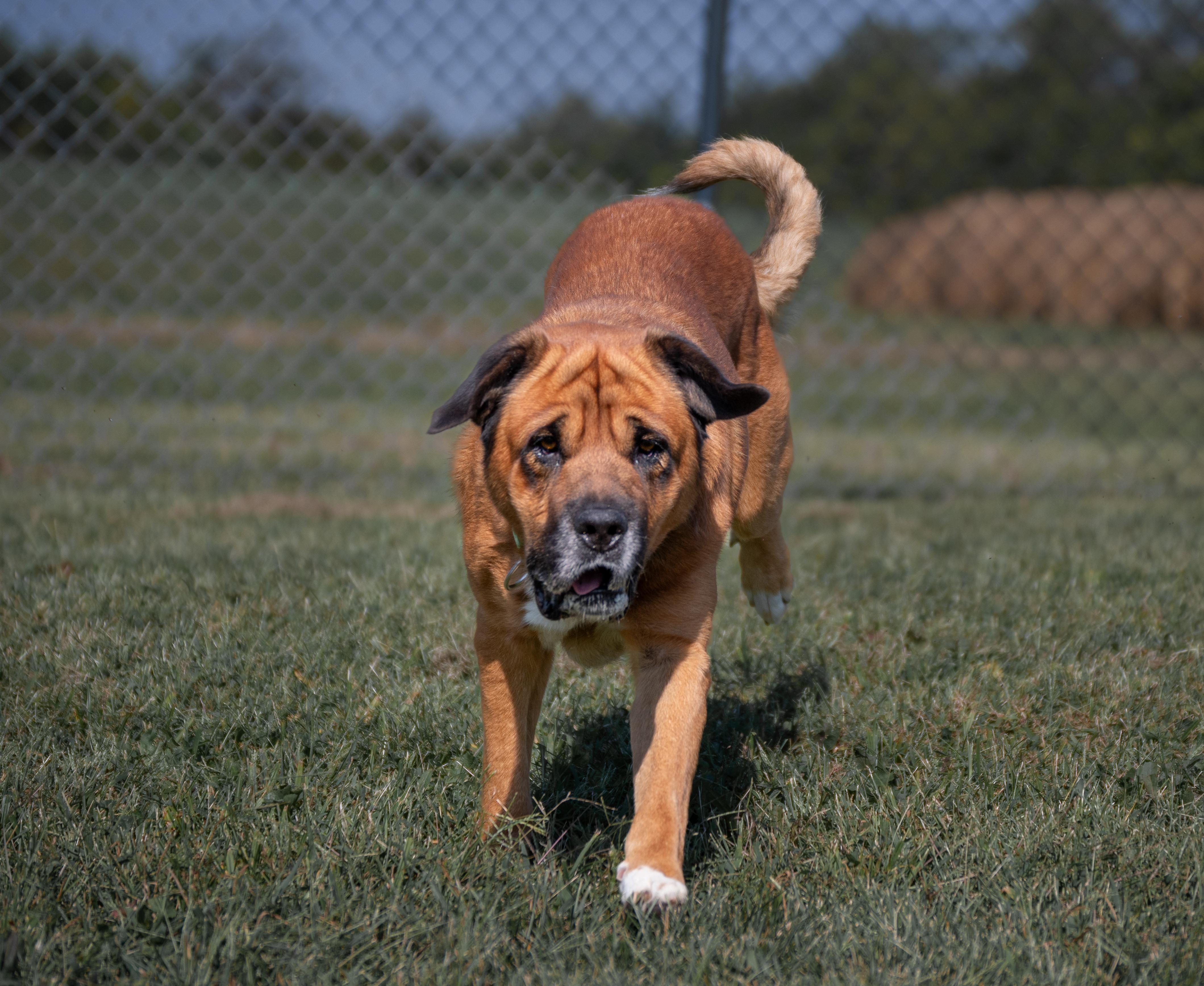 Enlarge Hank, a ADOPTABLE mixed breed in Winchester, KY image 2/6