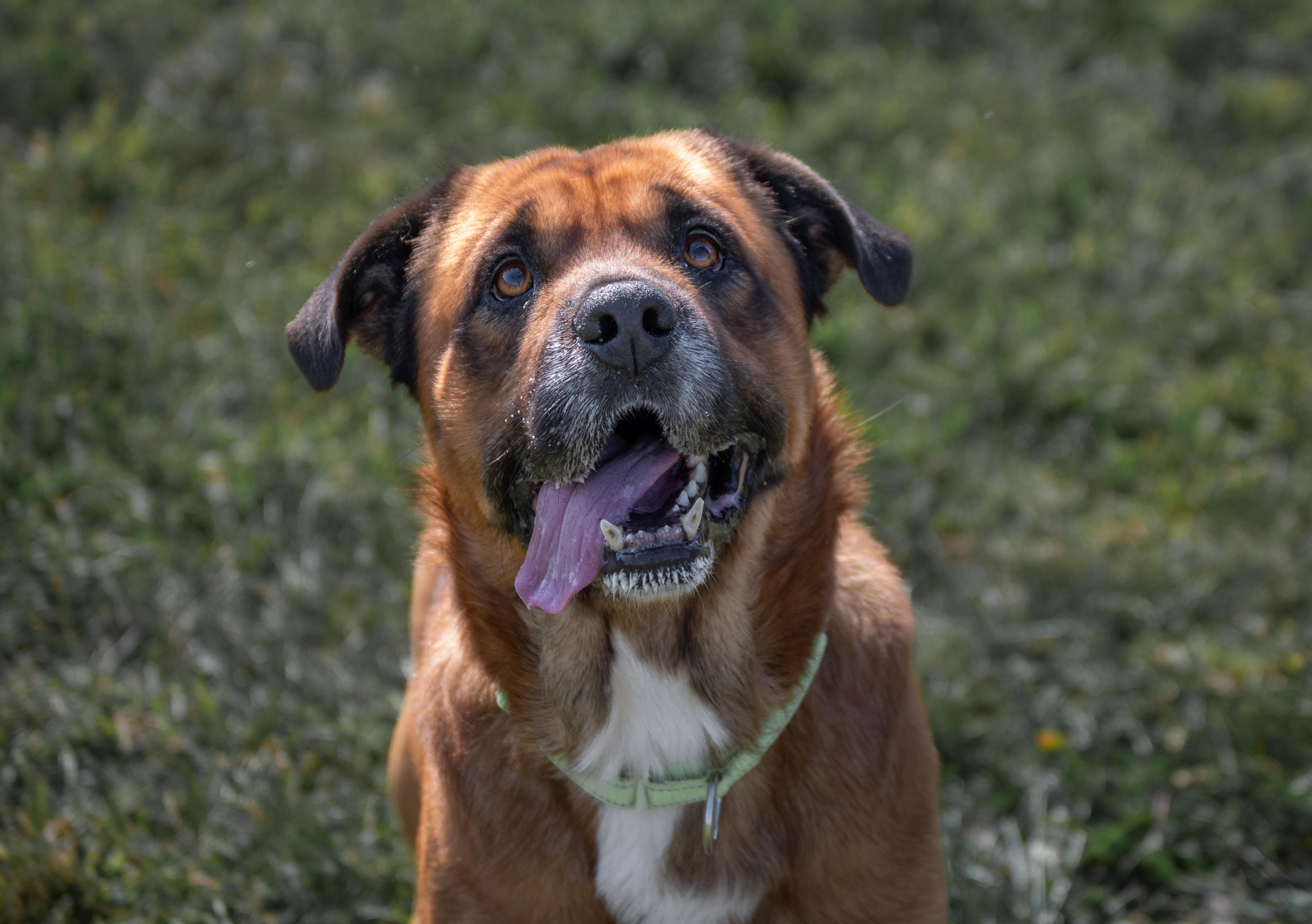 Enlarge Hank, a ADOPTABLE mixed breed in Winchester, KY image 3/6