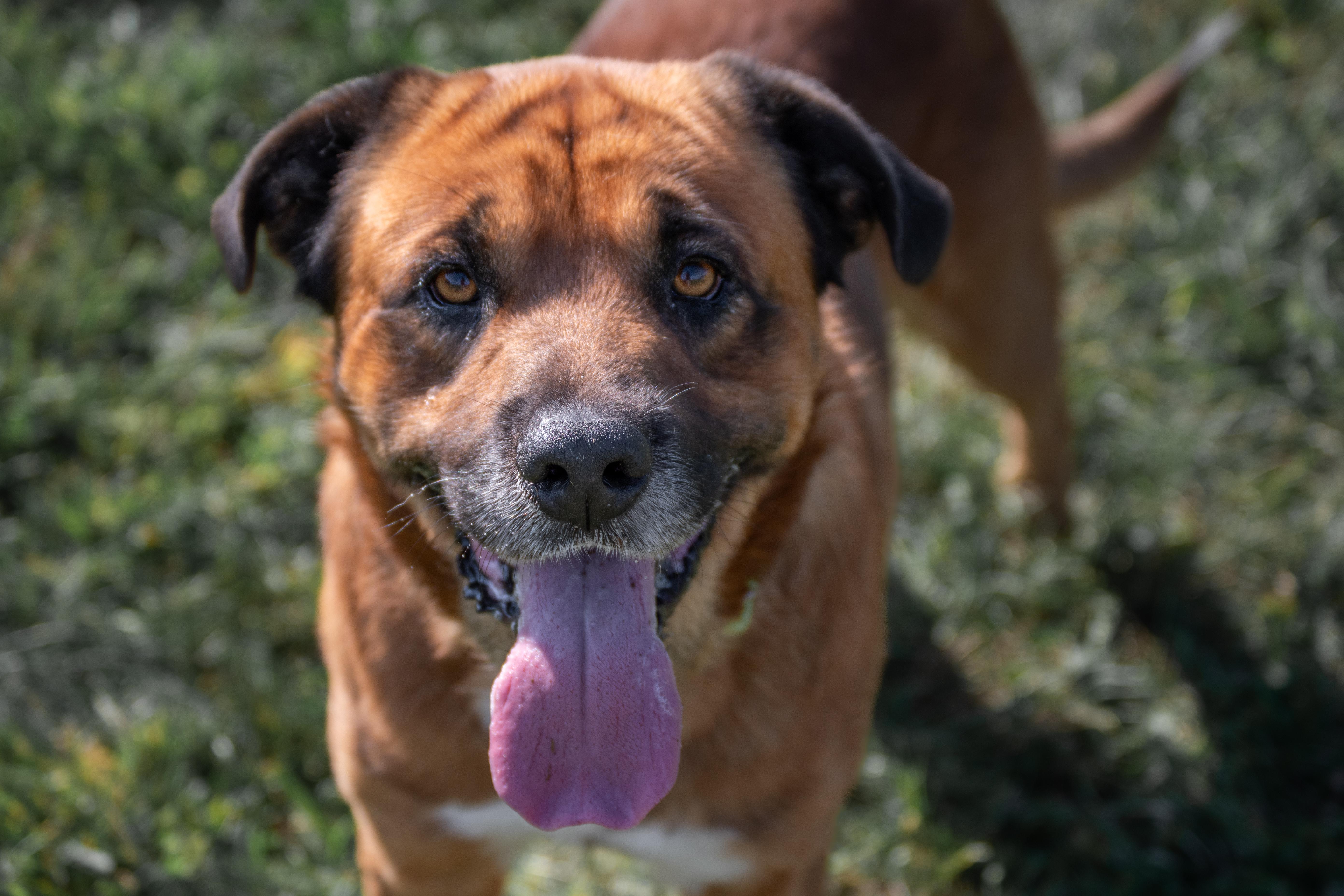 Enlarge Hank, a ADOPTABLE mixed breed in Winchester, KY image 4/6