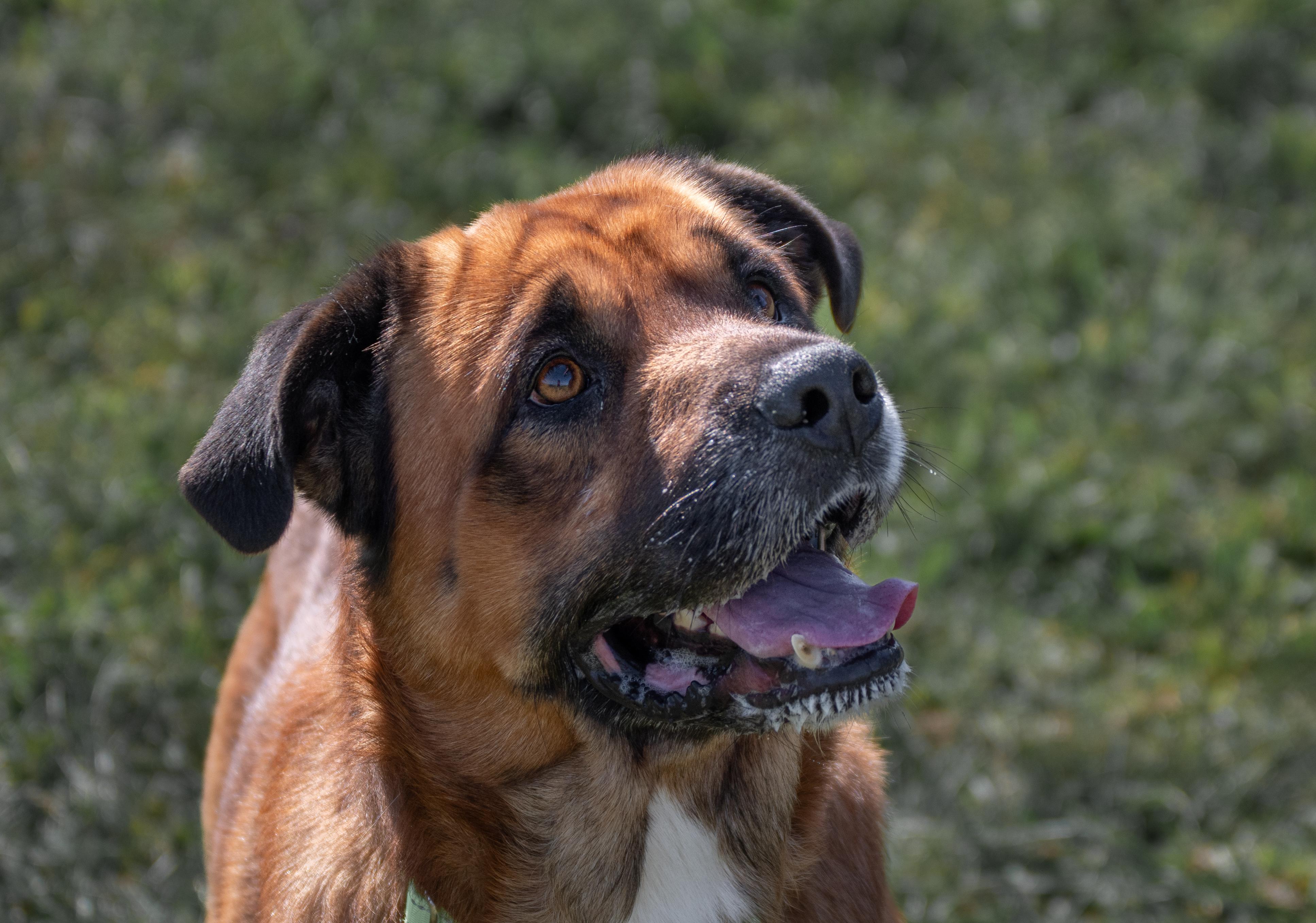 Enlarge Hank, a ADOPTABLE mixed breed in Winchester, KY image 5/6