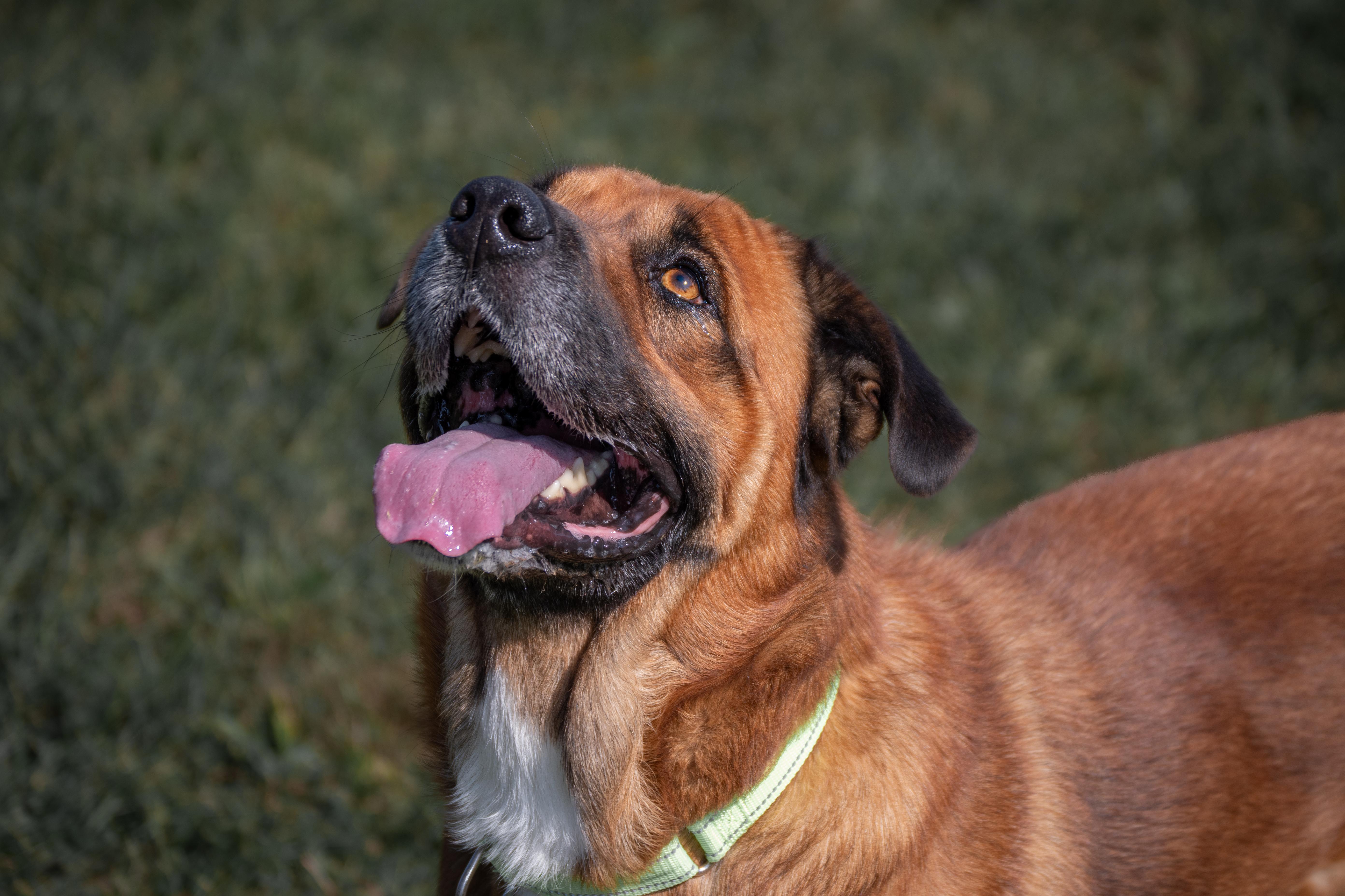 Enlarge Hank, a ADOPTABLE mixed breed in Winchester, KY image 6/6