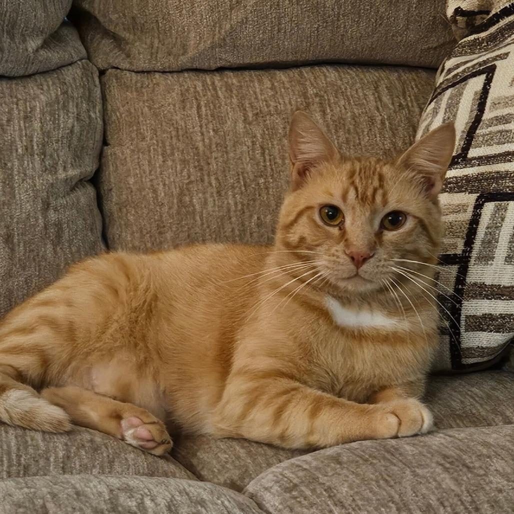 George, Adoptable, Adult Male Domestic Short Hair.