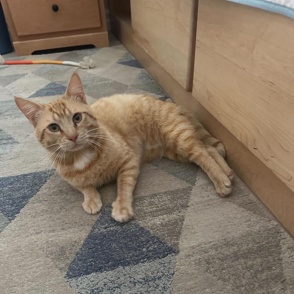 Enlarge George, a Adoptable Domestic Short Hair in Valdosta , GA image 2/3