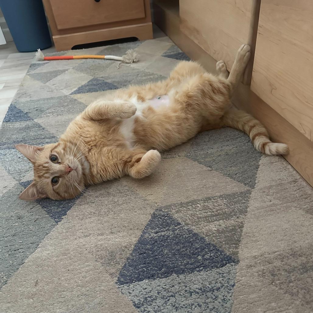 Enlarge George, a Adoptable Domestic Short Hair in Valdosta , GA image 3/3