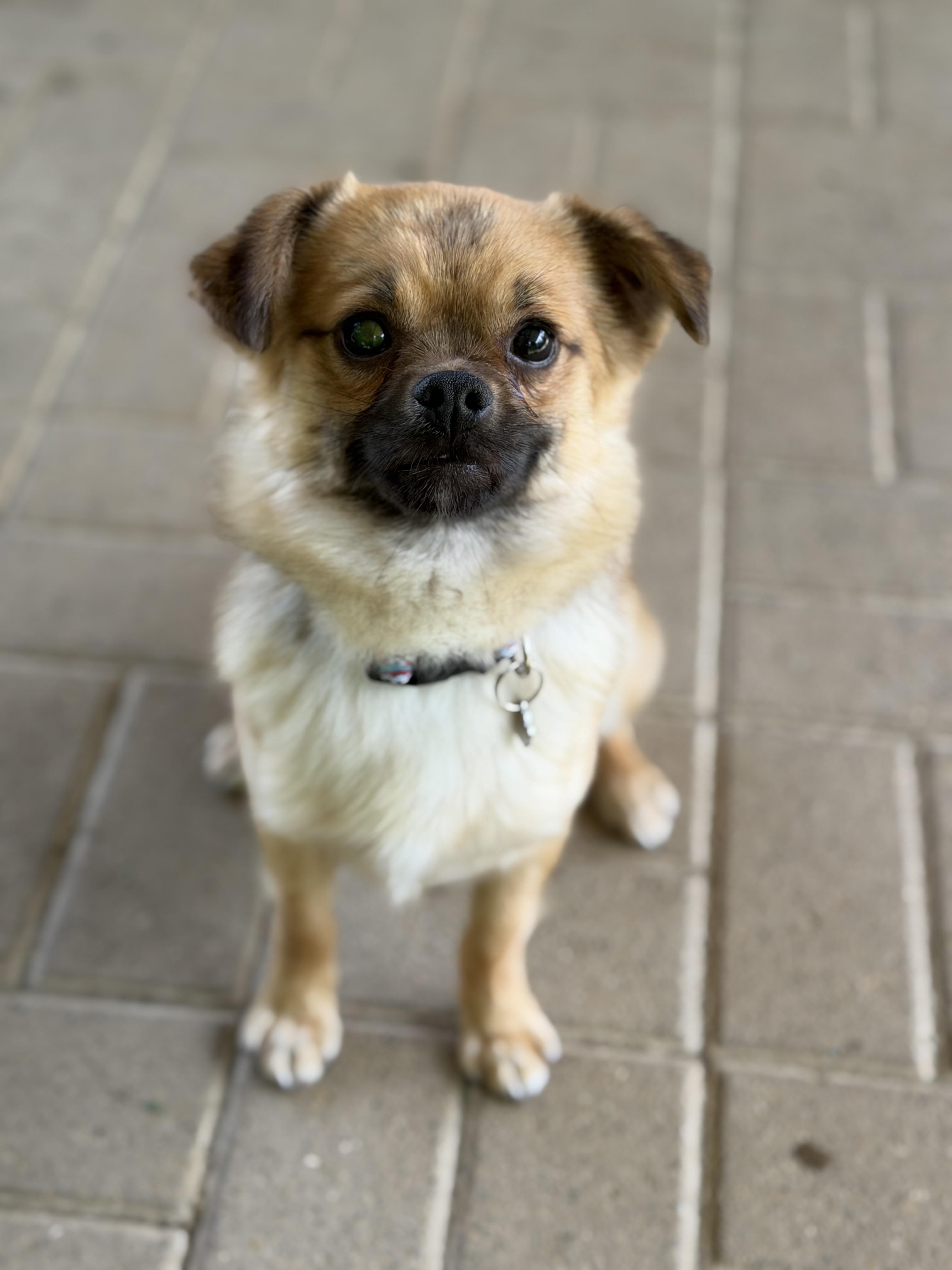 Enlarge Nevin, a ADOPTABLE mixed breed in Jeffersonville, IN image 2/4