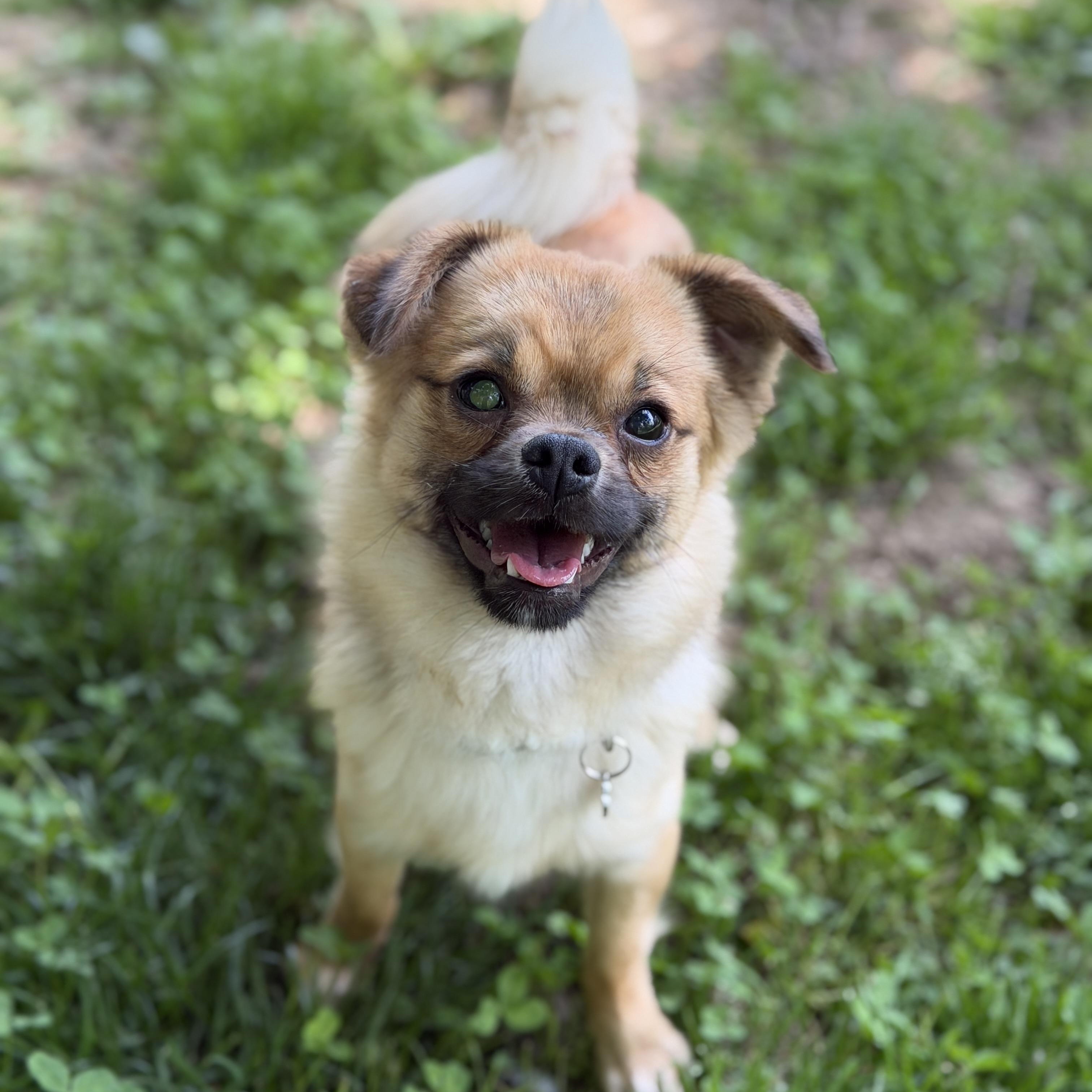 Nevin, ADOPTABLE, Puppy Male Japanese Chin & Pomeranian.