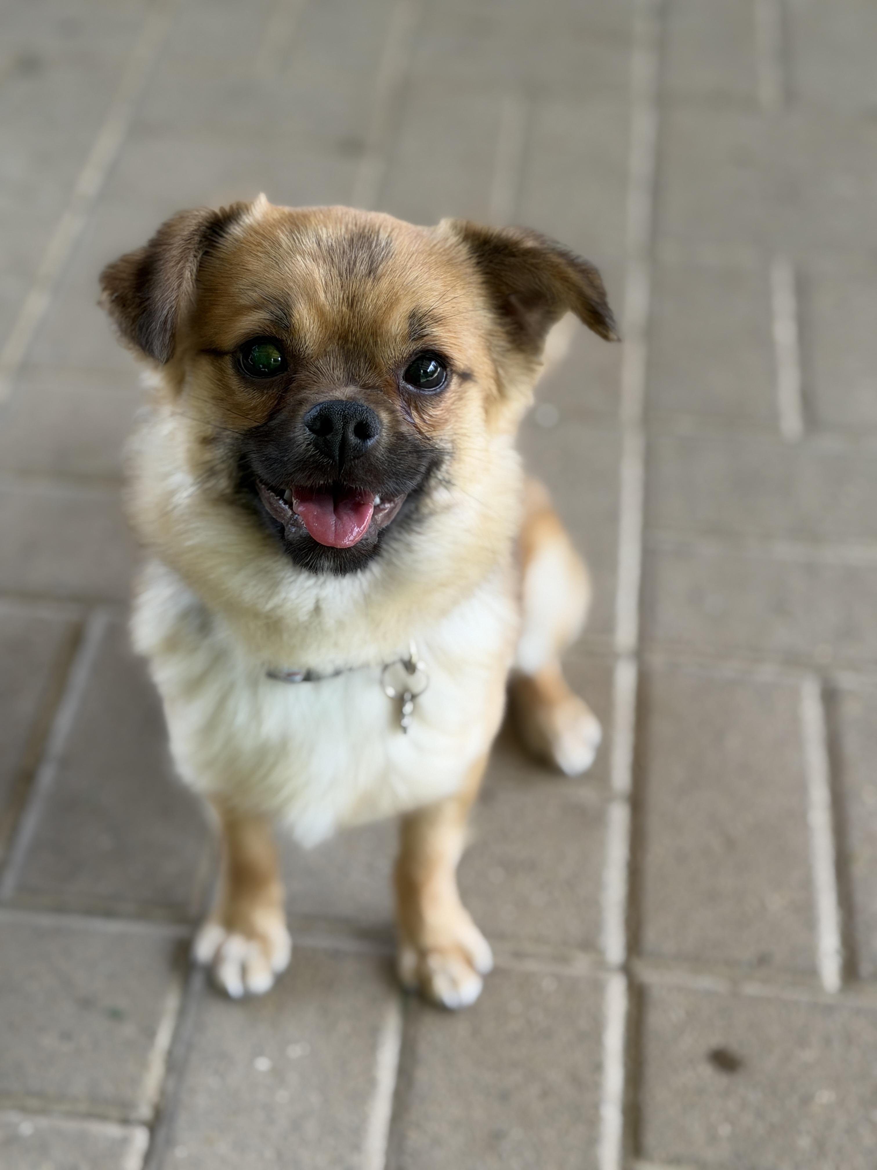 Enlarge Nevin, a ADOPTABLE mixed breed in Jeffersonville, IN image 4/4