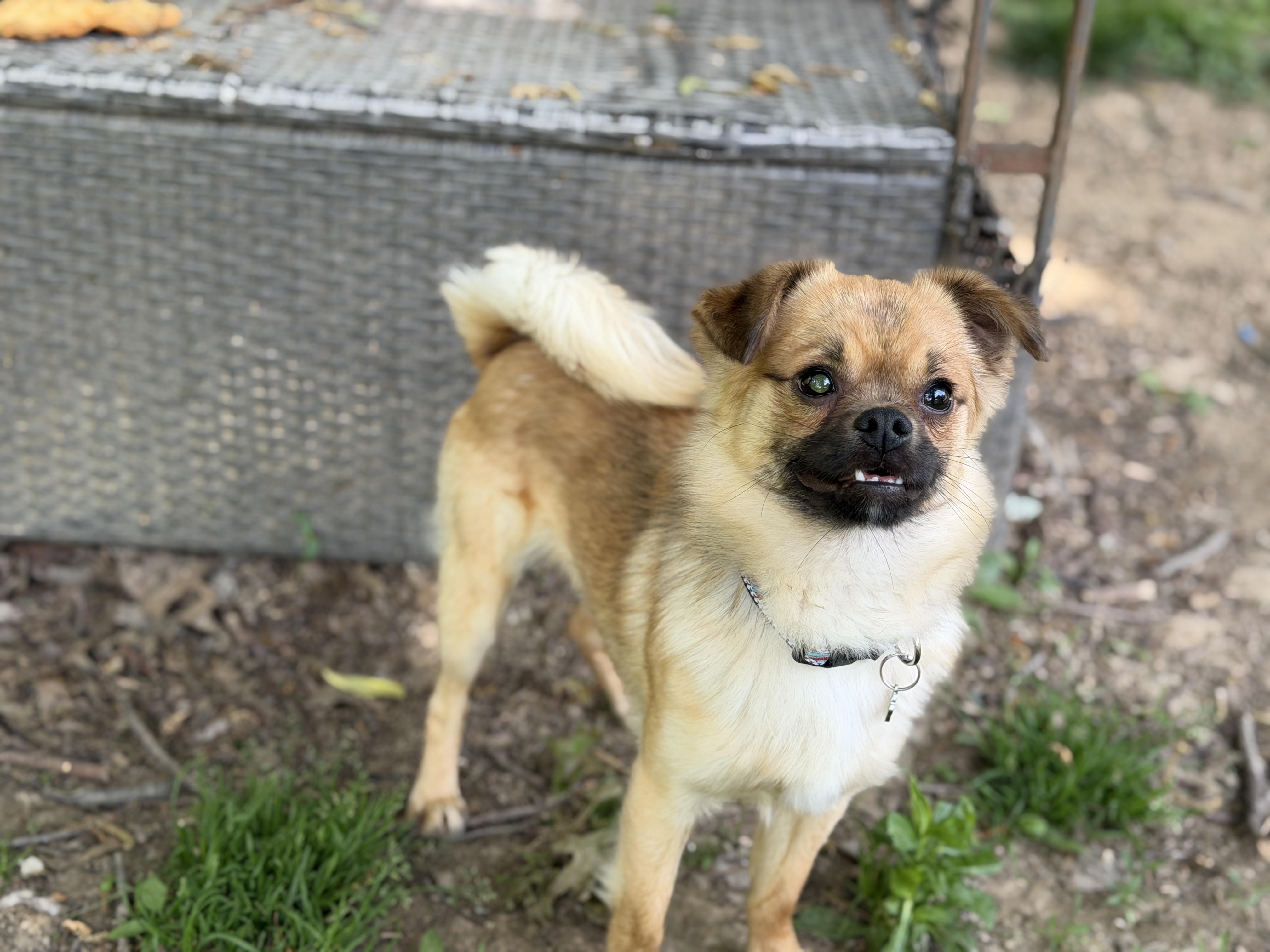 Enlarge Nevin, a ADOPTABLE mixed breed in Jeffersonville, IN image 3/4