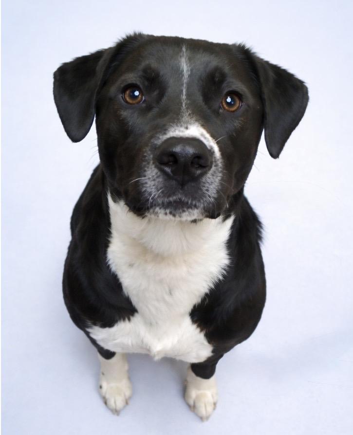 Enlarge MR BEANS, a Adoptable mixed breed in Cookeville, TN image 1/1