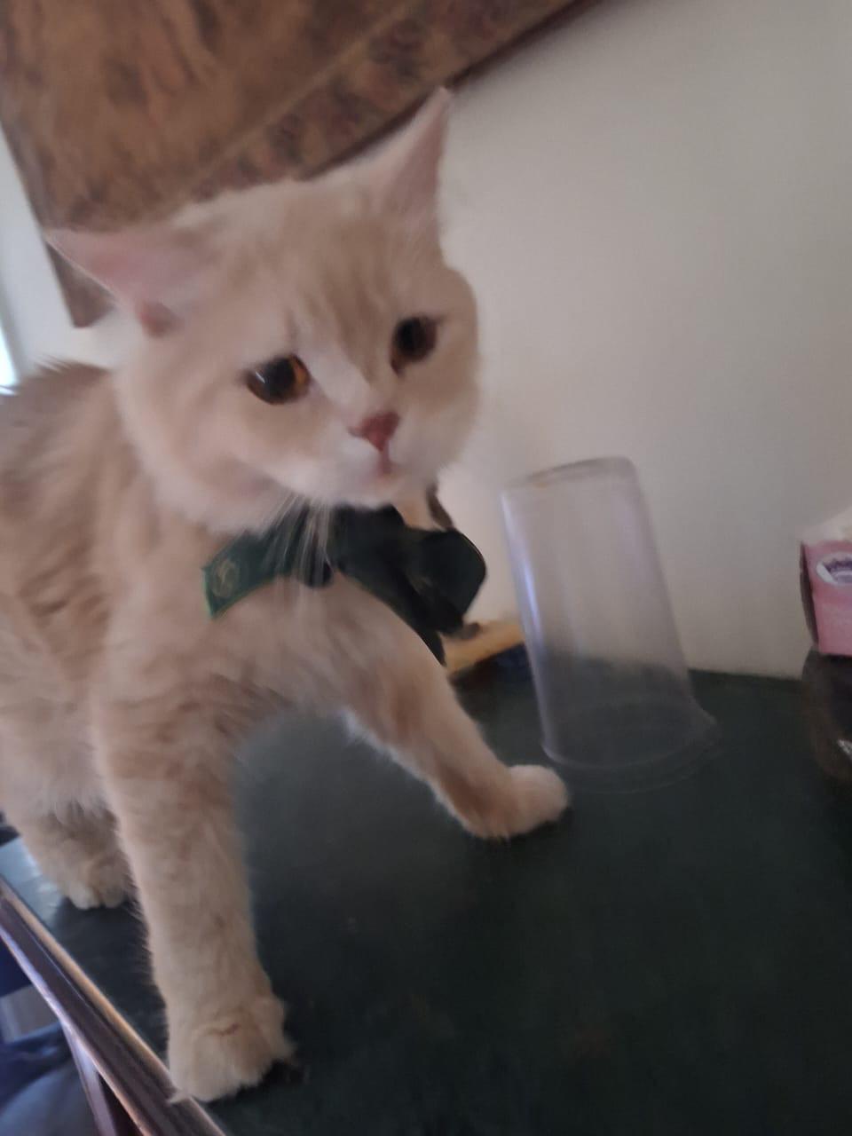 Tommy J, Adult Male unknown