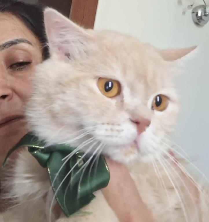 Tommy J, a Adoptable mixed breed in Brampton, ON image 3/6