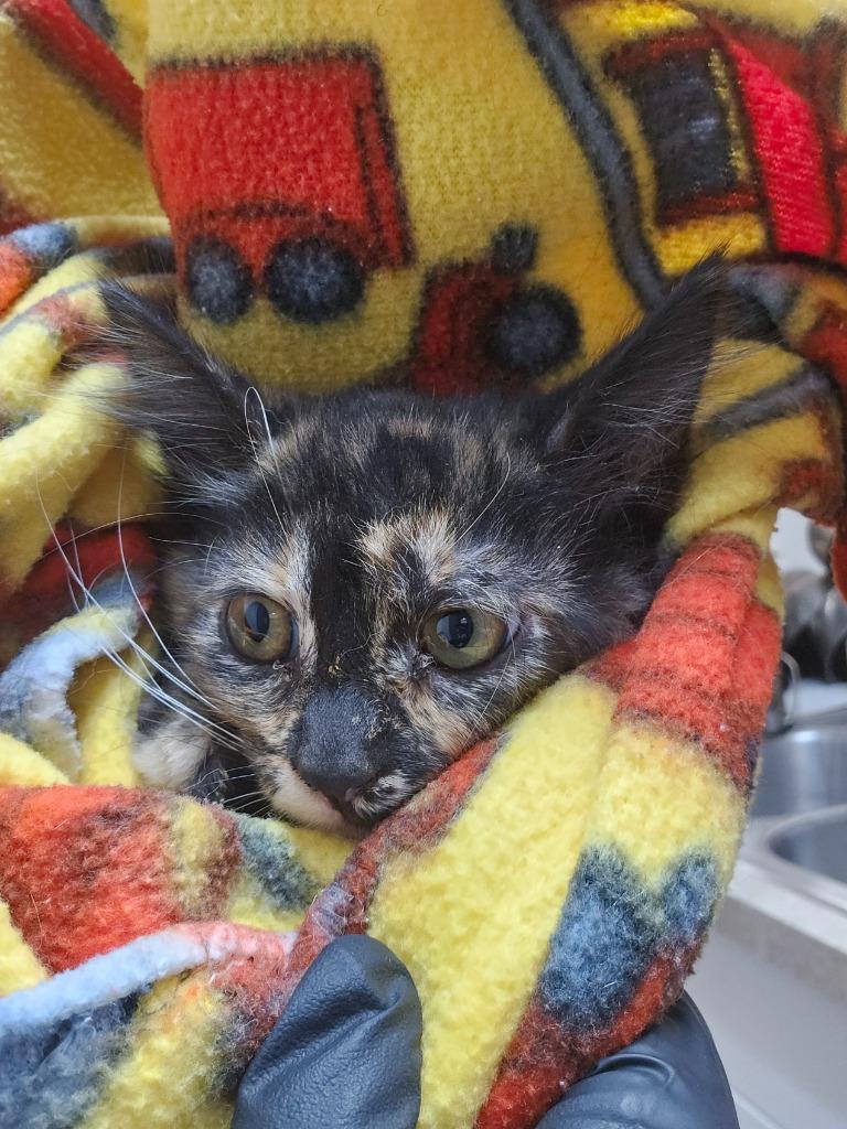 Enlarge Tort DMH Kitten, a Adoptable mixed breed in Green River, WY image 1/2