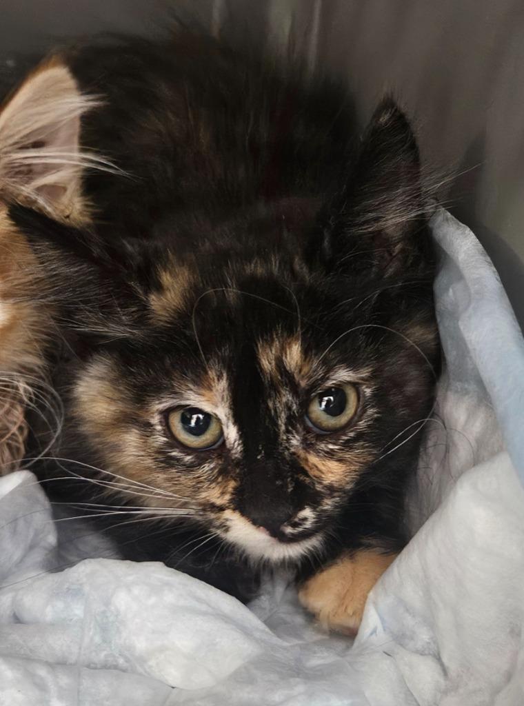 Enlarge Tort DMH Kitten, a Adoptable mixed breed in Green River, WY image 2/2
