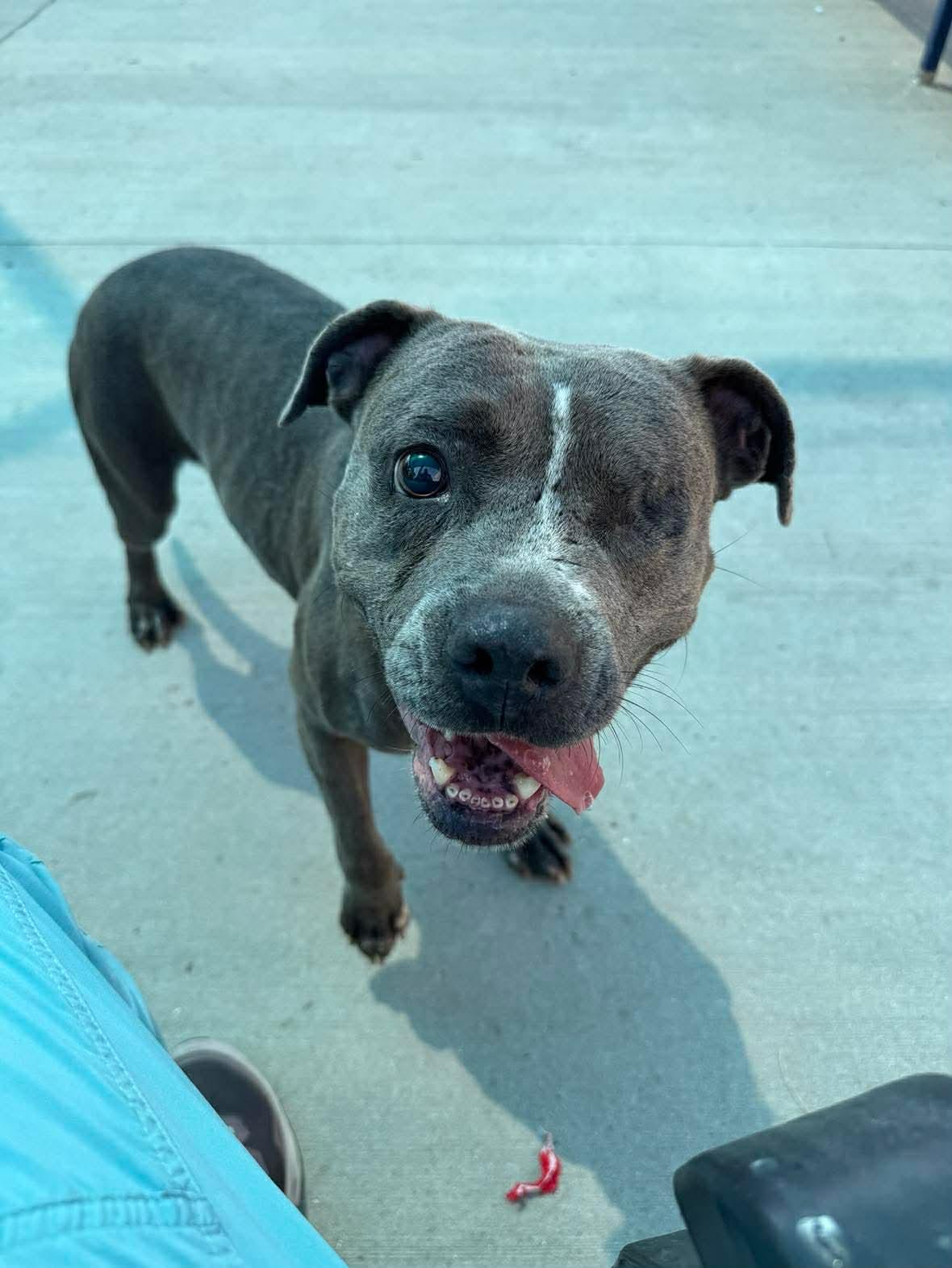 Nova, Adoptable, Adult Female Pit Bull Terrier.