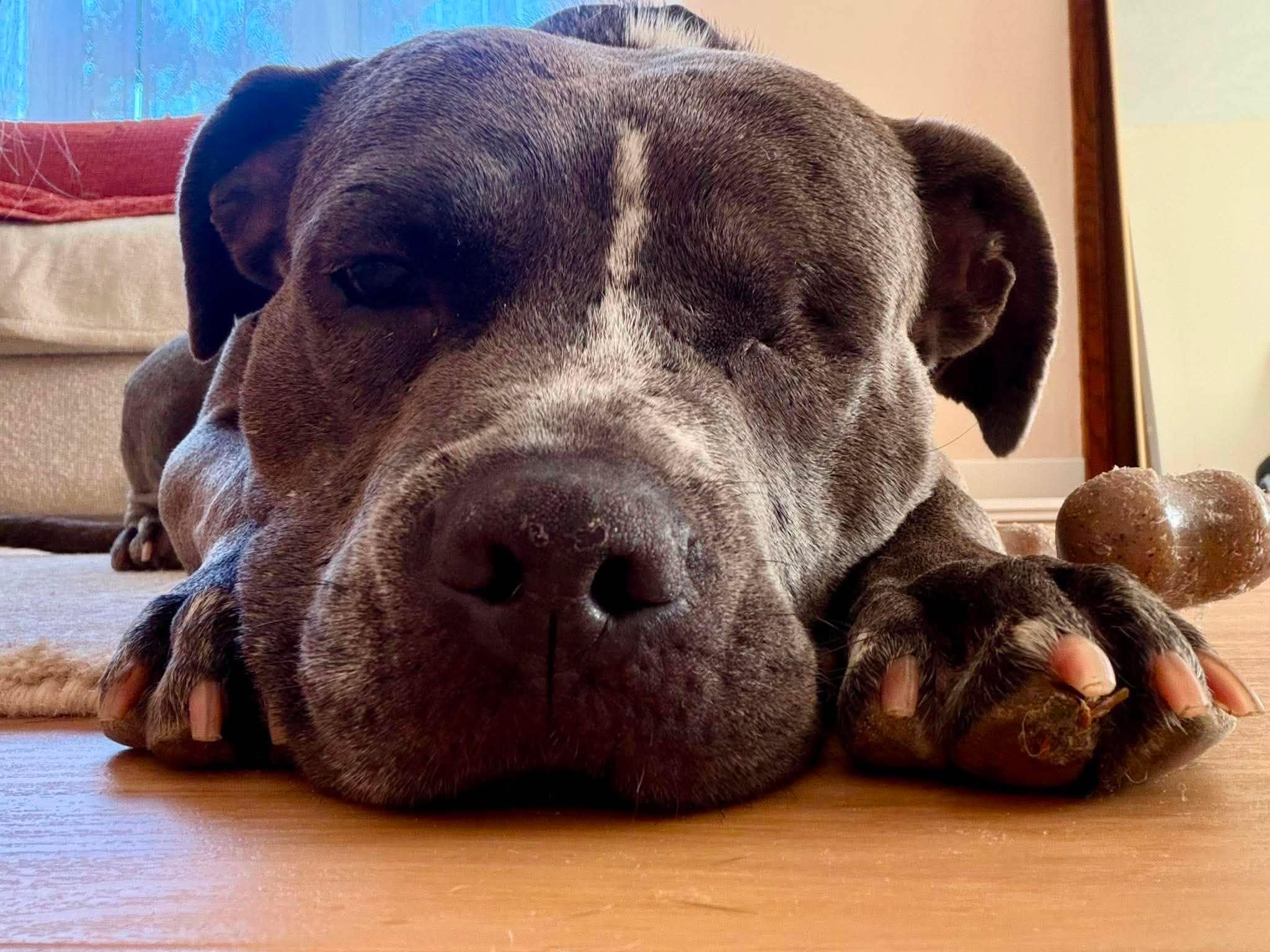Enlarge Nova, a Adoptable Pit Bull Terrier in Little Chute, WI image 2/6
