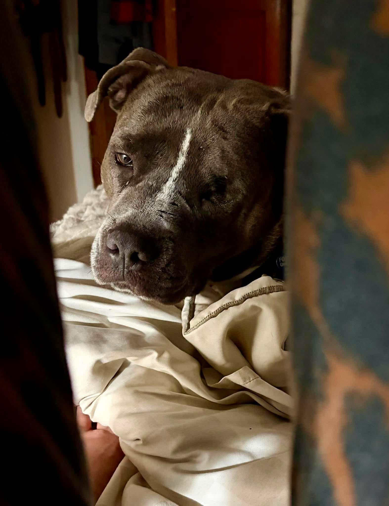 Enlarge Nova, a Adoptable Pit Bull Terrier in Little Chute, WI image 3/6