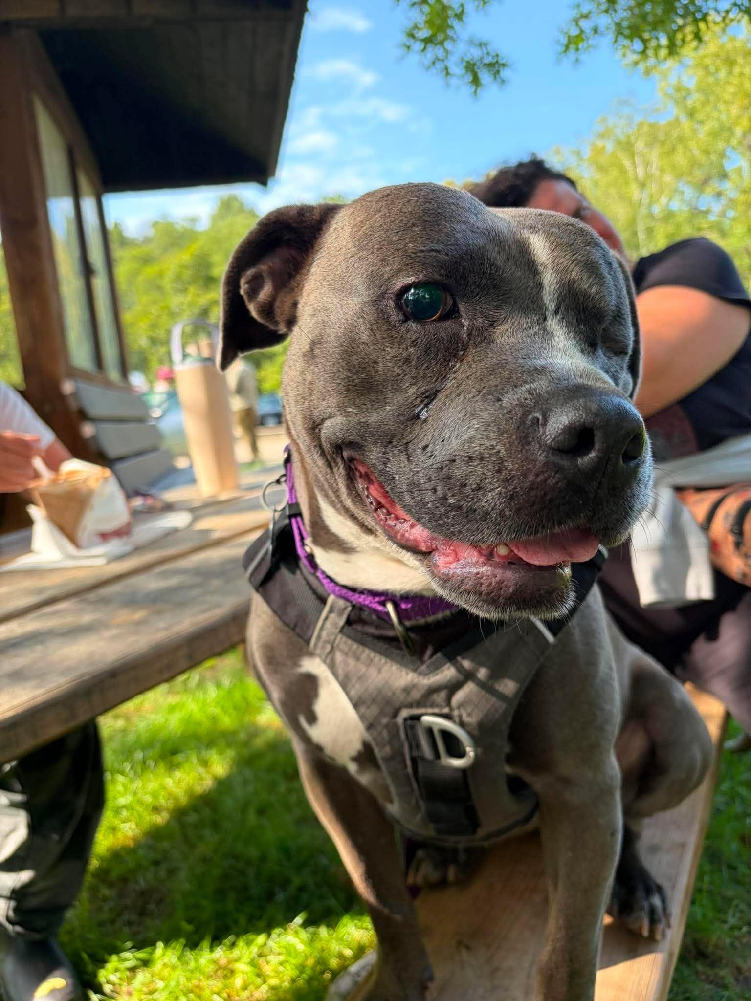 Enlarge Nova, a Adoptable Pit Bull Terrier in Little Chute, WI image 4/6
