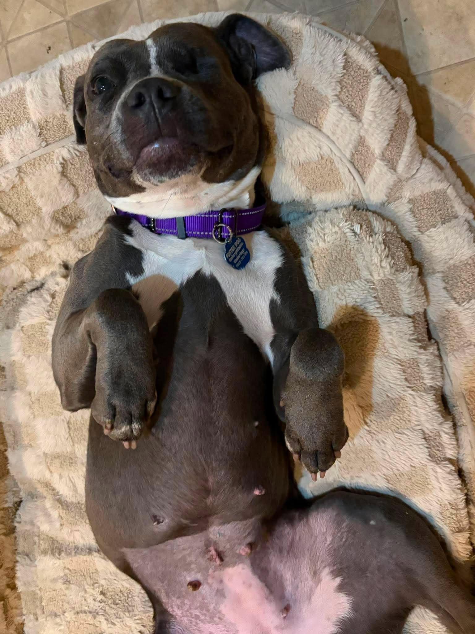 Enlarge Nova, a Adoptable Pit Bull Terrier in Little Chute, WI image 5/6