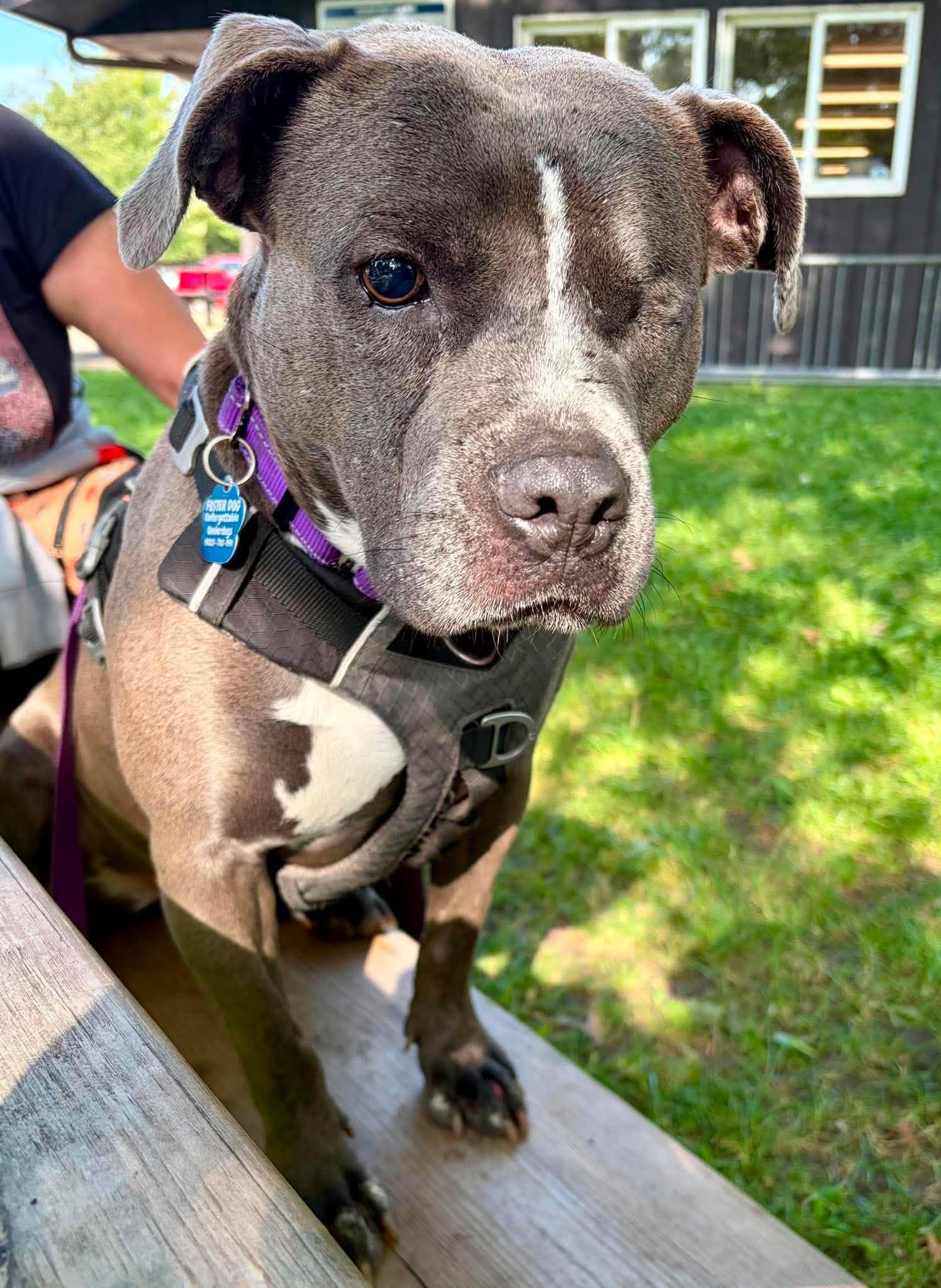 Enlarge Nova, a Adoptable Pit Bull Terrier in Little Chute, WI image 6/6