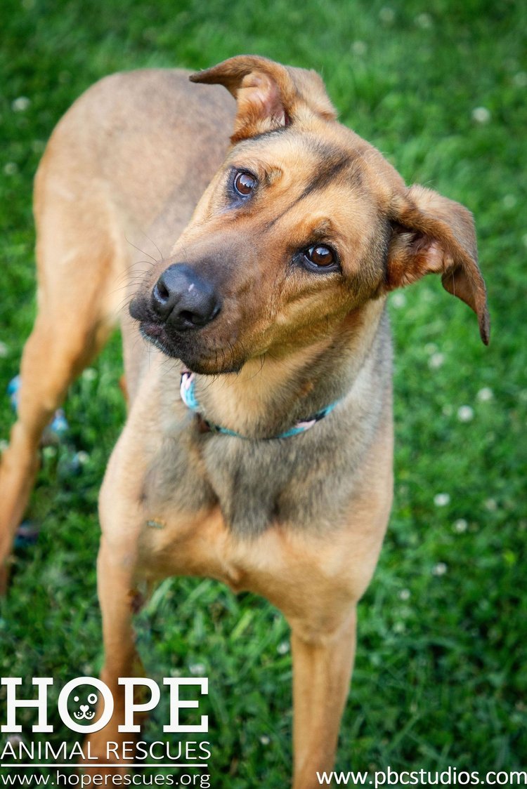 Piper photo 3