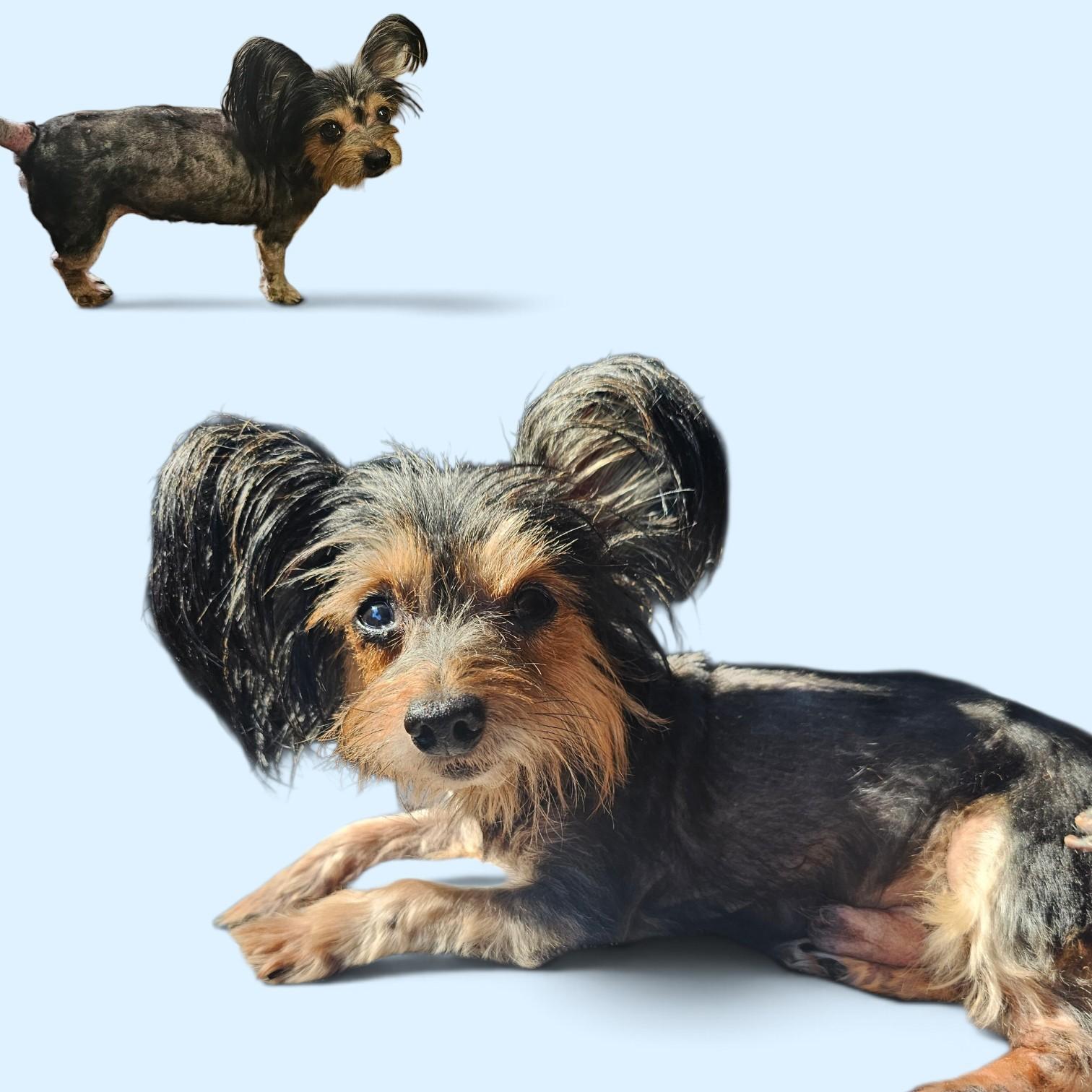 Stanley, Adopted, Adult Male Yorkshire Terrier & Papillon.