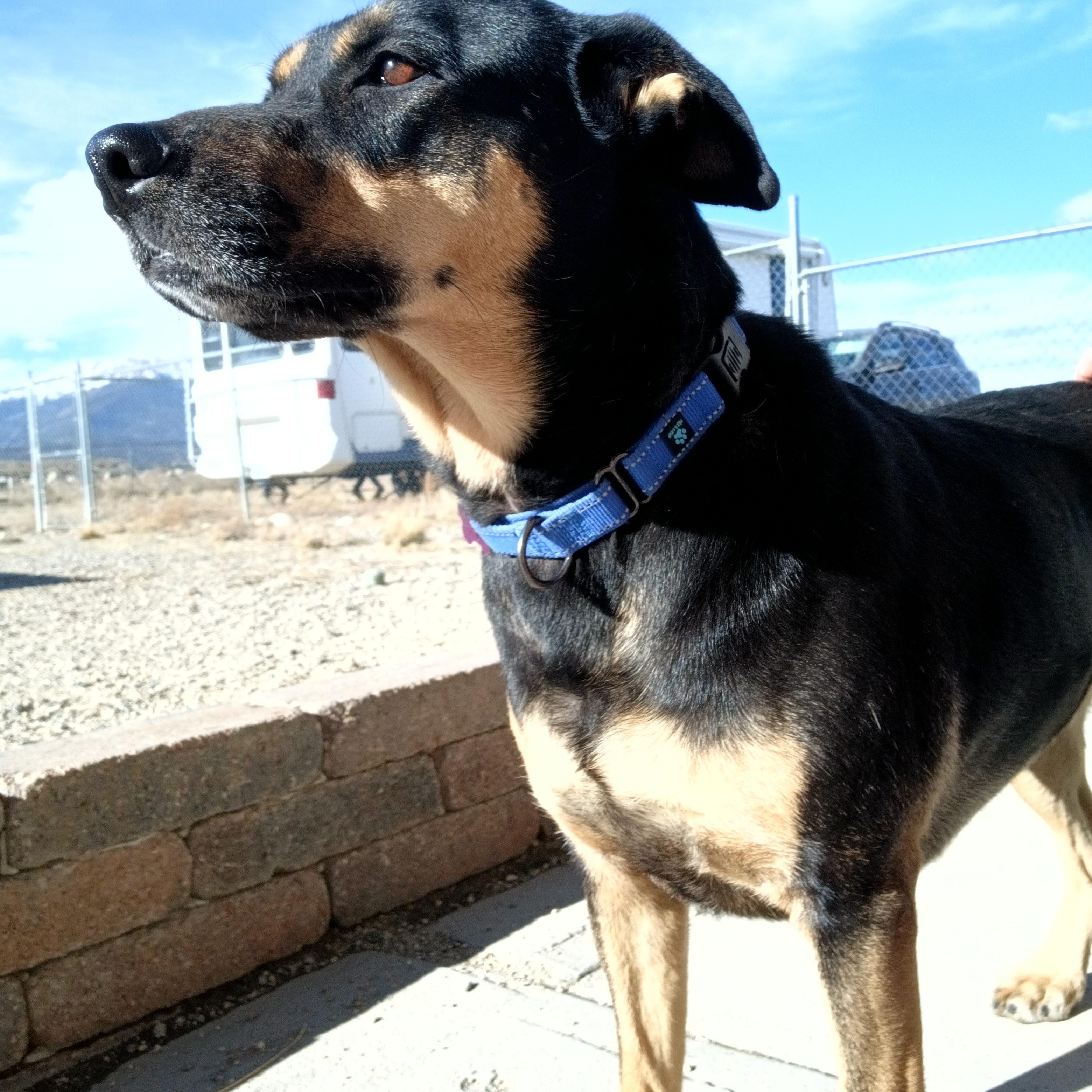 Enlarge Echo, a ADOPTABLE mixed breed in Buena Vista, CO image 1/4