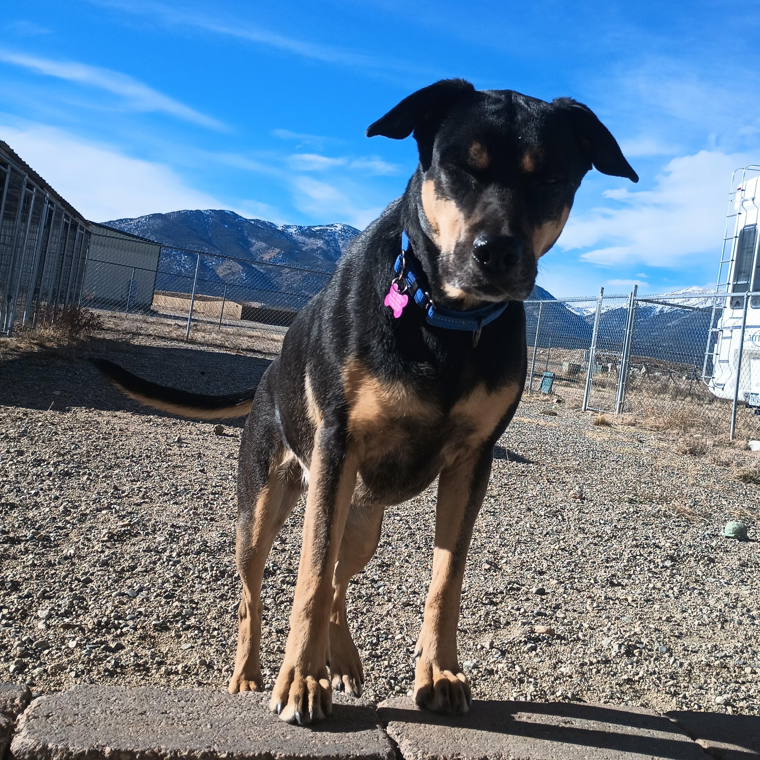 Enlarge Echo, a ADOPTABLE mixed breed in Buena Vista, CO image 2/4