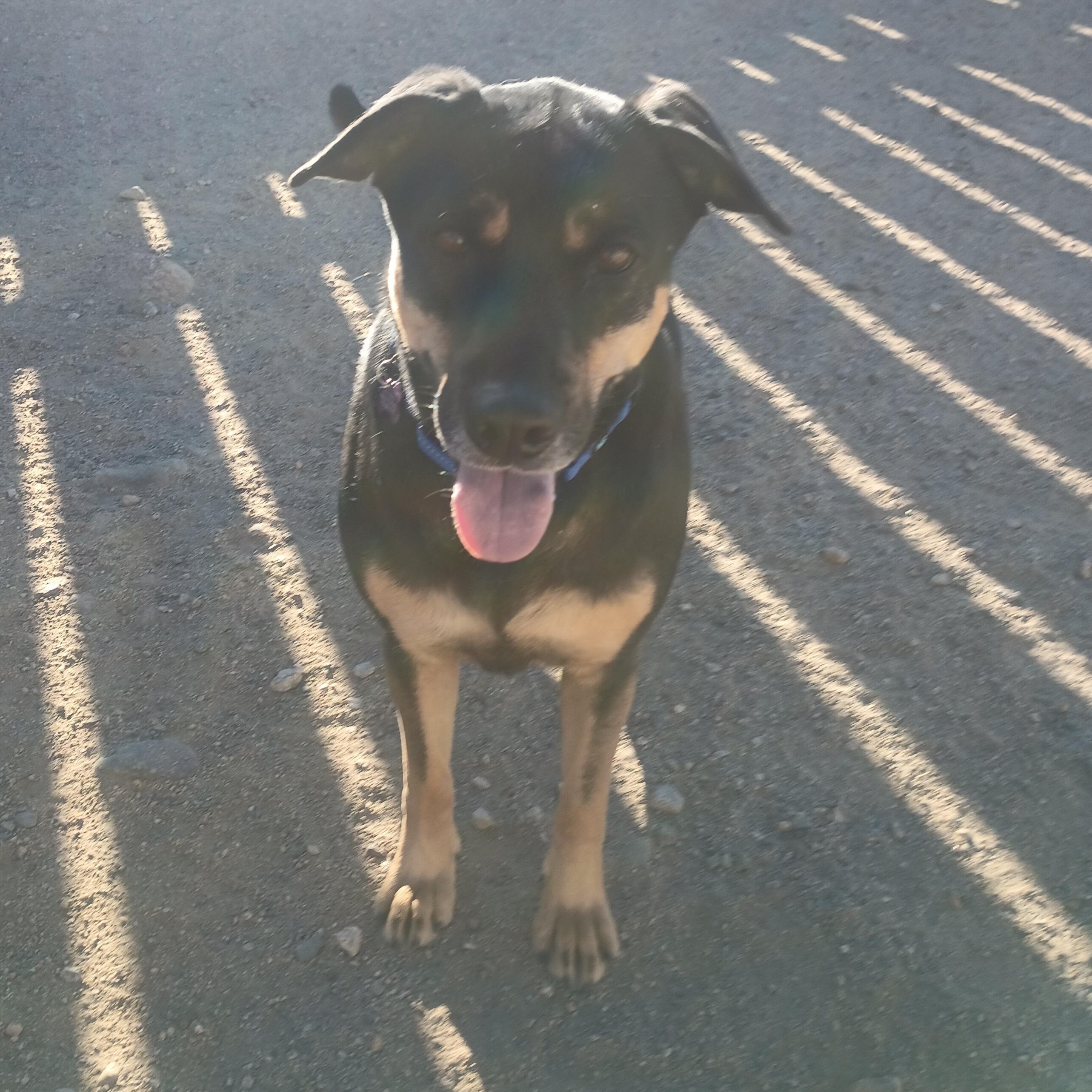 Enlarge Echo, a ADOPTABLE mixed breed in Buena Vista, CO image 4/4