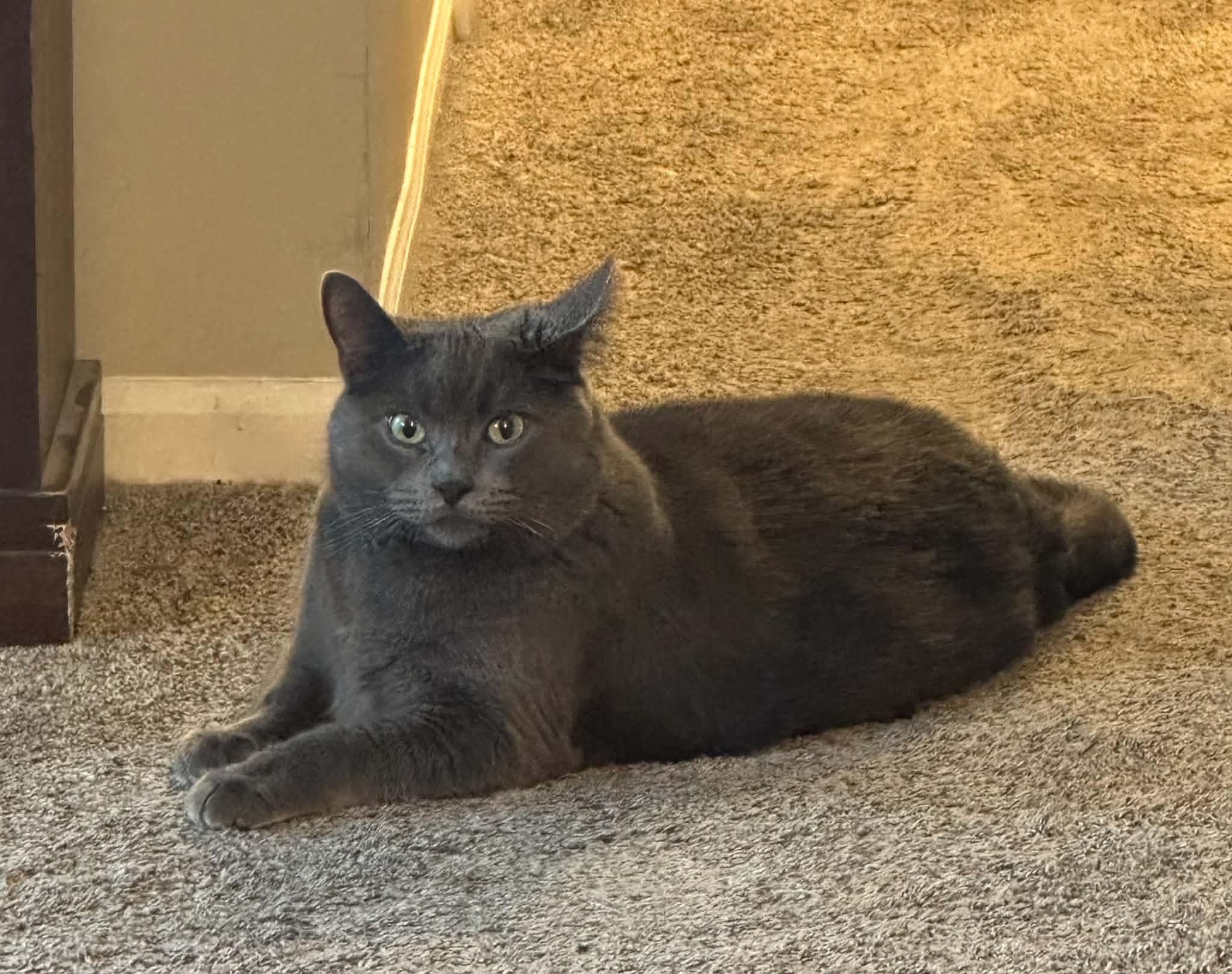 Enlarge Chewy, a Adoptable Domestic Short Hair in St. Clair, MI image 1/2