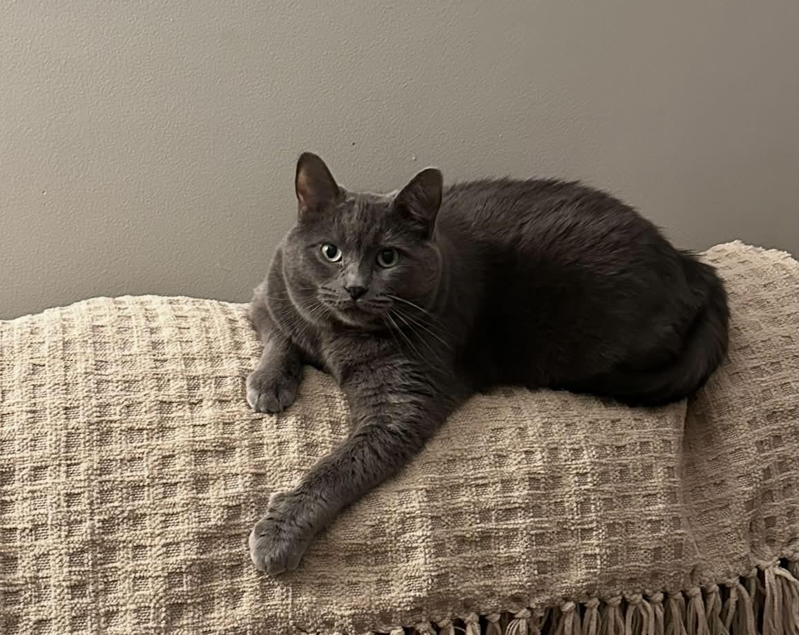 Enlarge Chewy, a Adoptable Domestic Short Hair in St. Clair, MI image 2/2