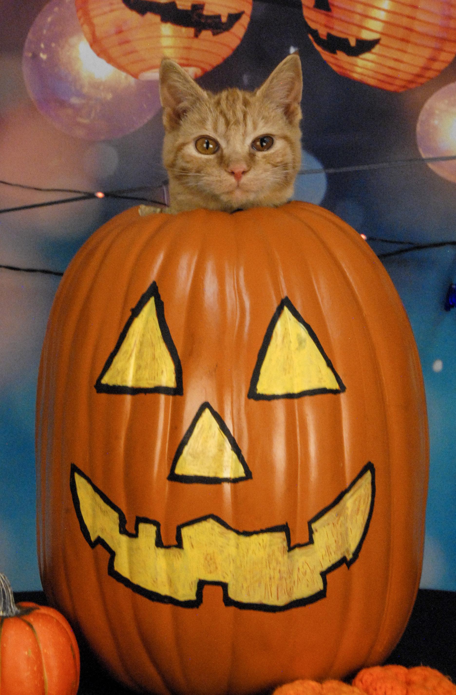 Buffy, a Adoptable mixed breed in Newland, NC image 2/2