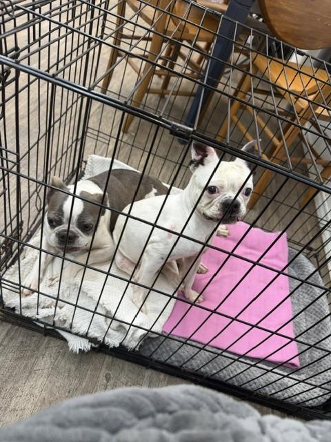 Enlarge Latte, a Adoptable Boston Terrier in Van Vleck, TX image 1/6